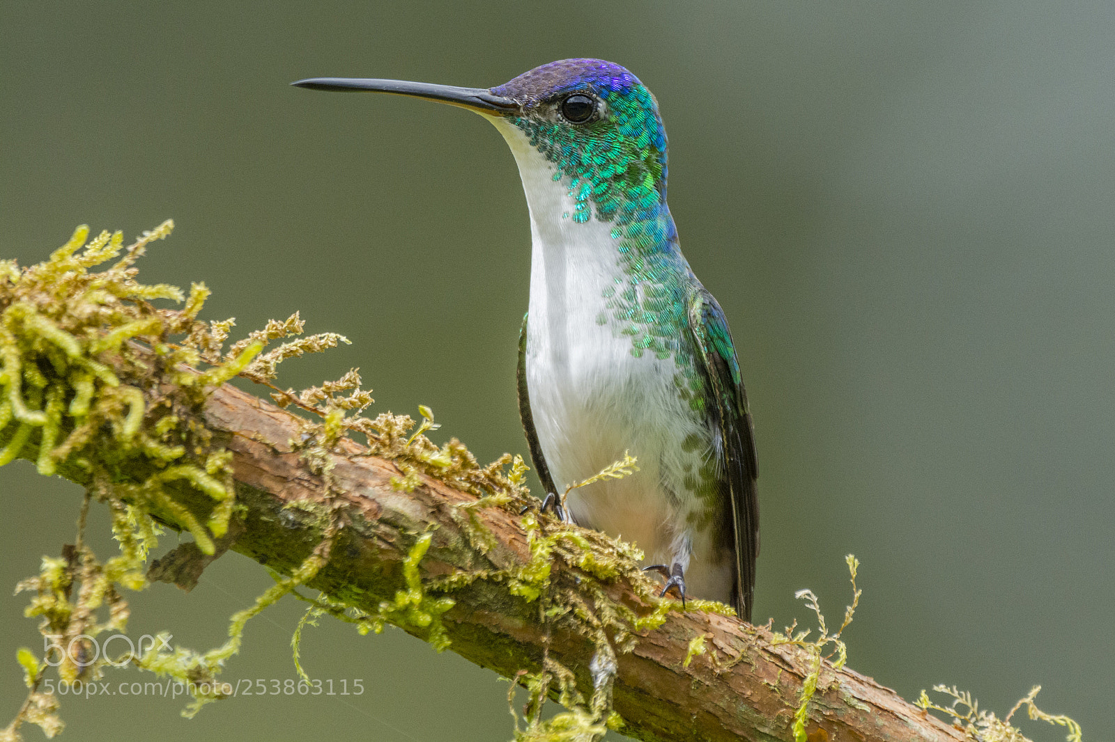Nikon D7100 sample photo. Andean emerald photography