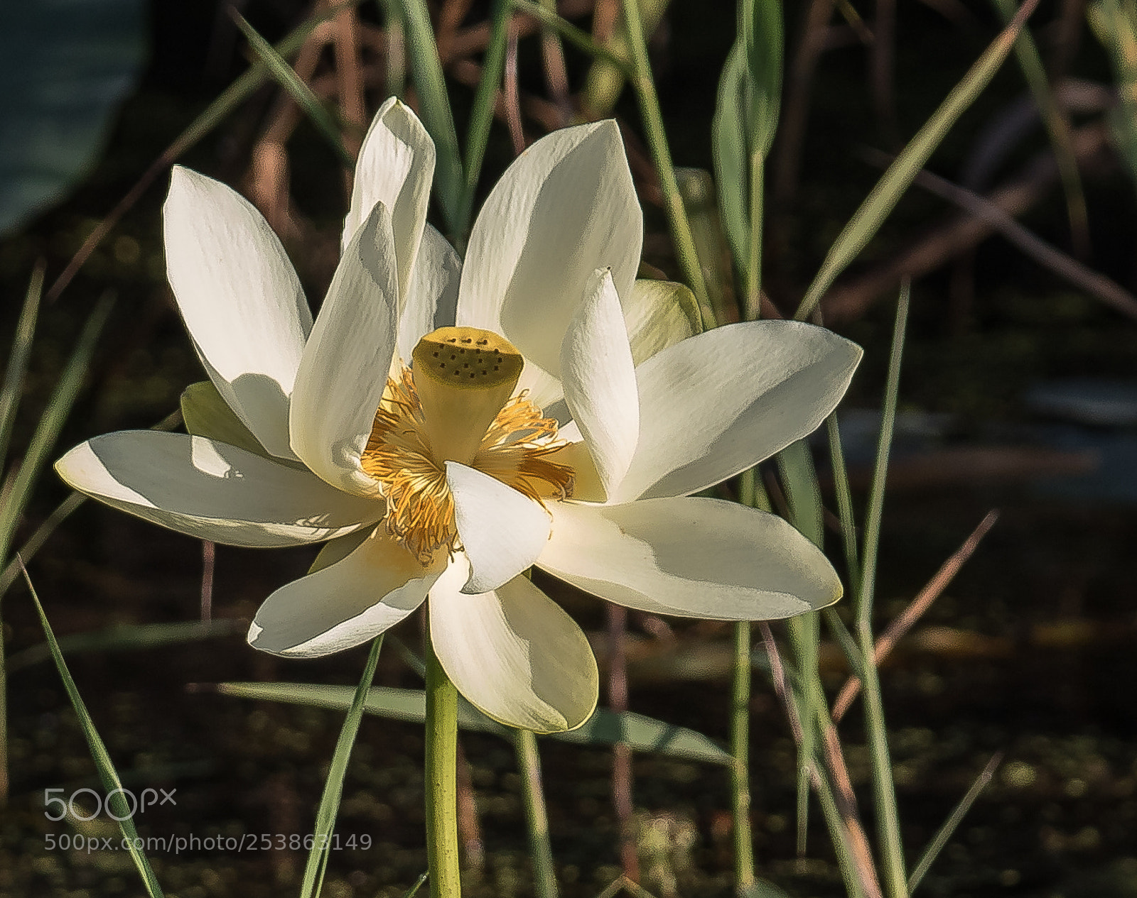 Canon EOS 7D Mark II sample photo. American lotus (nelumbo lutea) photography