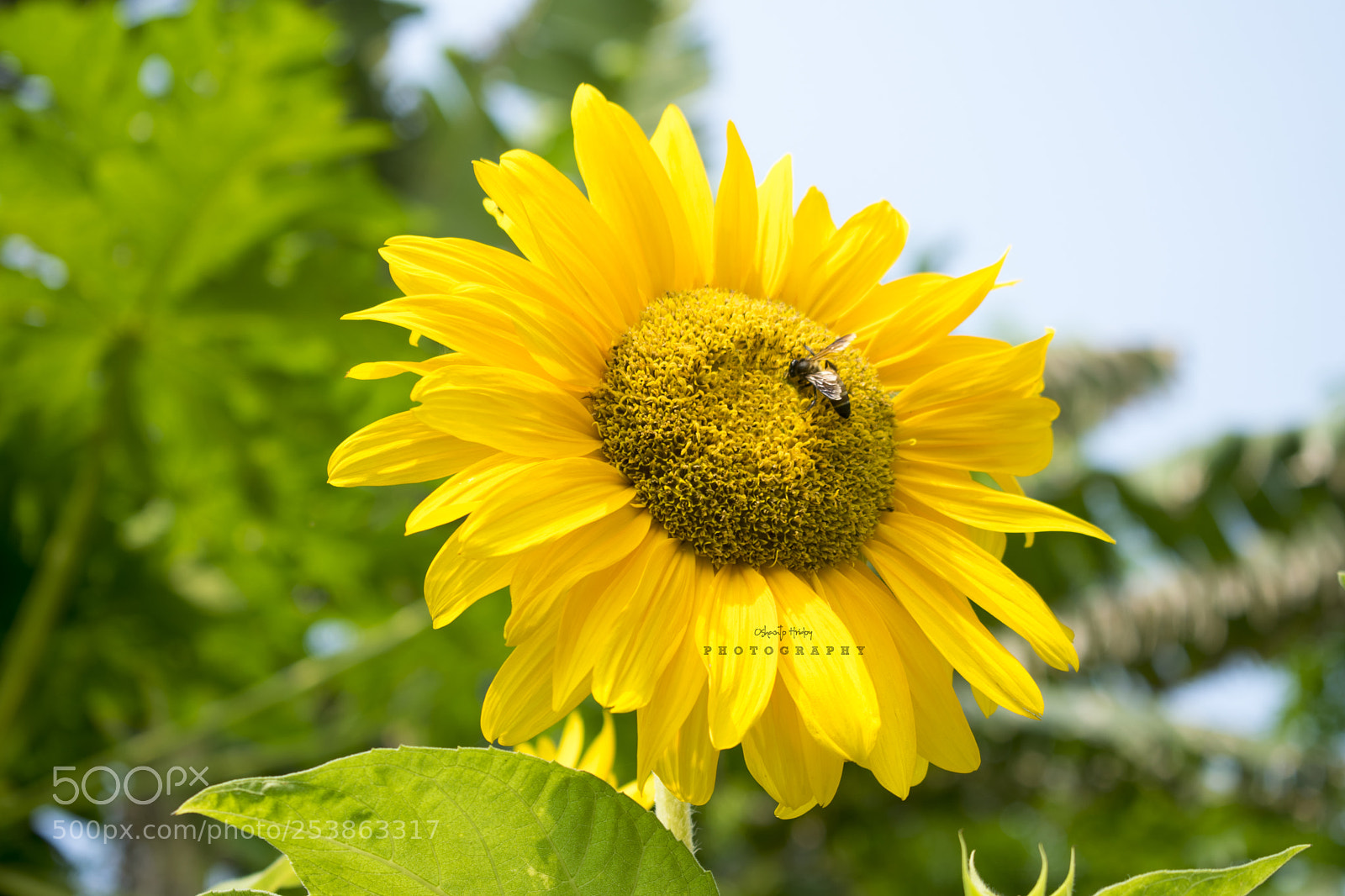 Nikon D5300 sample photo. সূর্যমুখী একধরণের একবর্ষী ফুলগাছ। photography