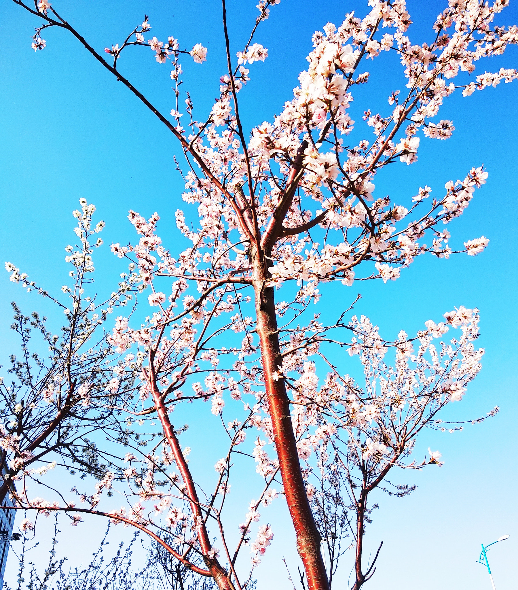 Xiaomi Redmi 5 Plus sample photo