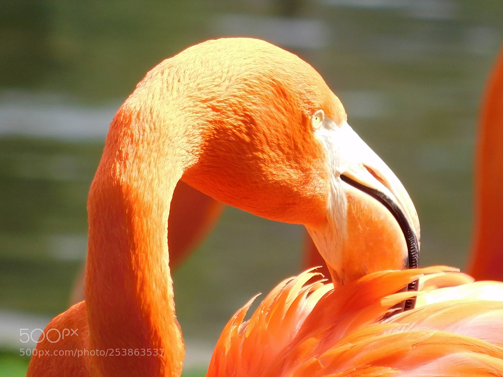 Nikon Coolpix B500 sample photo. Flamingopflege photography