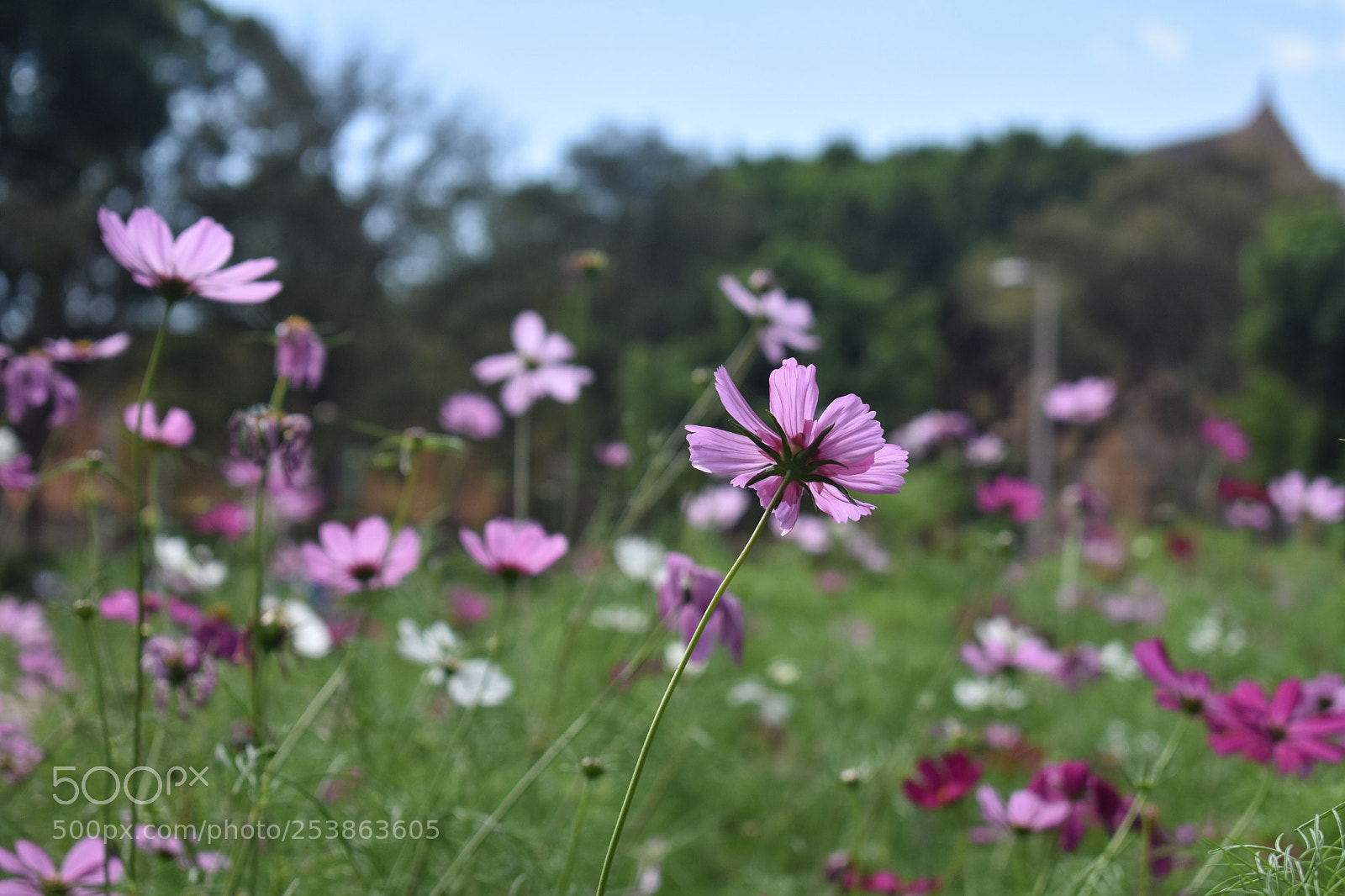 Nikon D3400 sample photo. A garden of garden photography