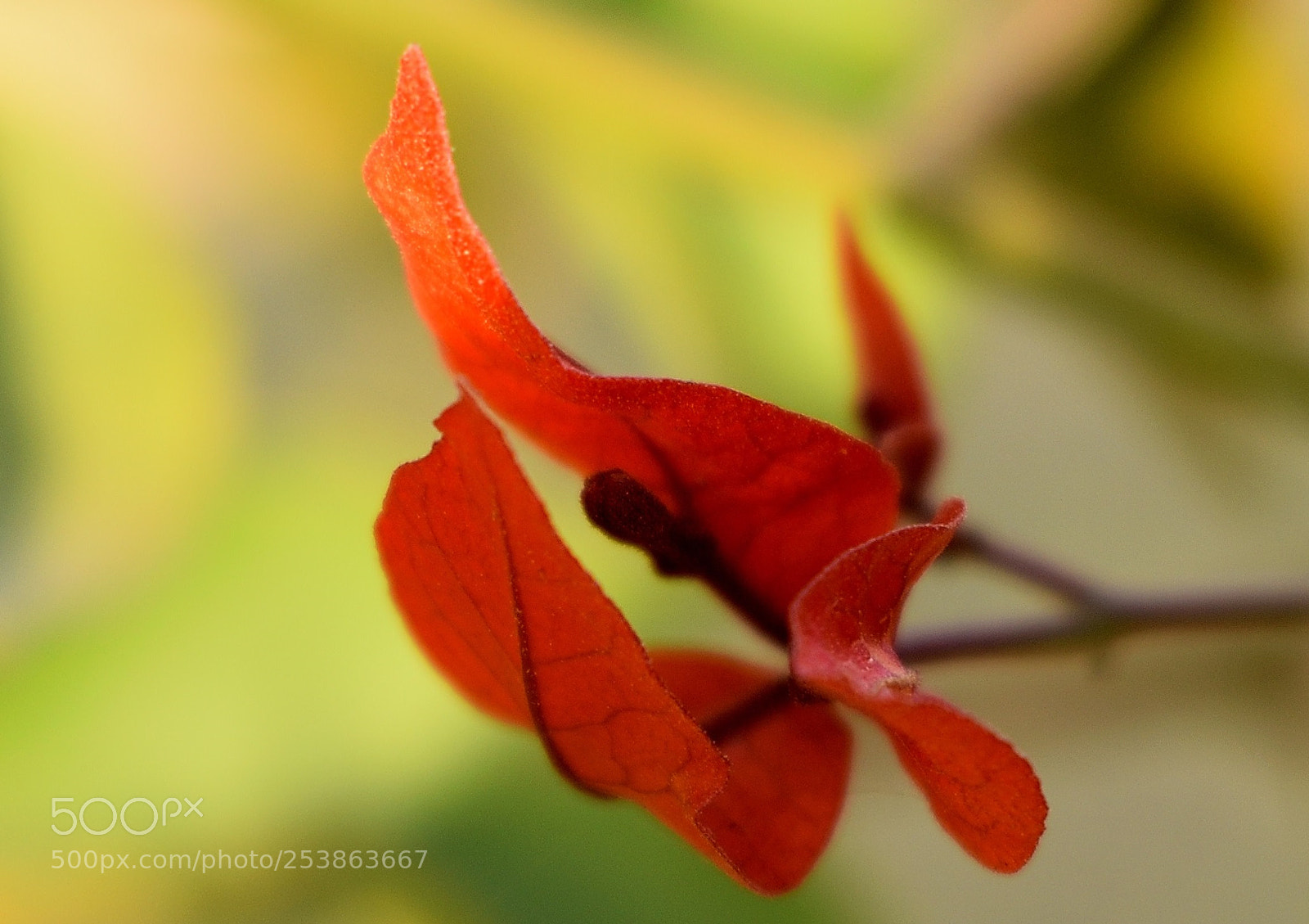Nikon D5300 sample photo. A beautiful glittering flower photography