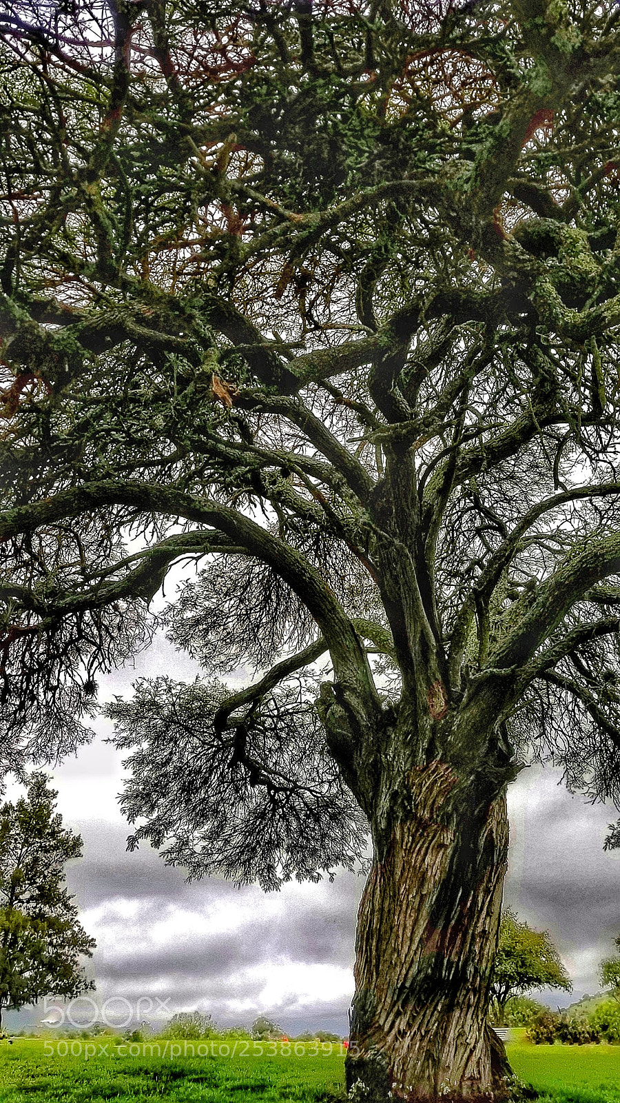 Samsung Galaxy S8 sample photo. El arbol de la photography
