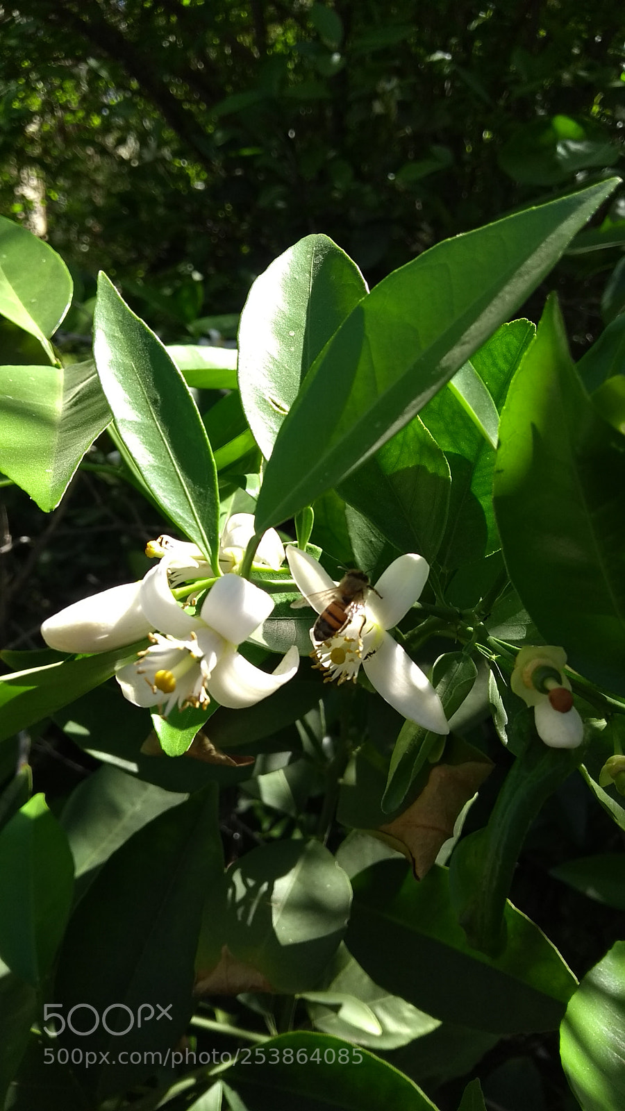 Motorola Moto G (5th Gen) sample photo. Untitled photography