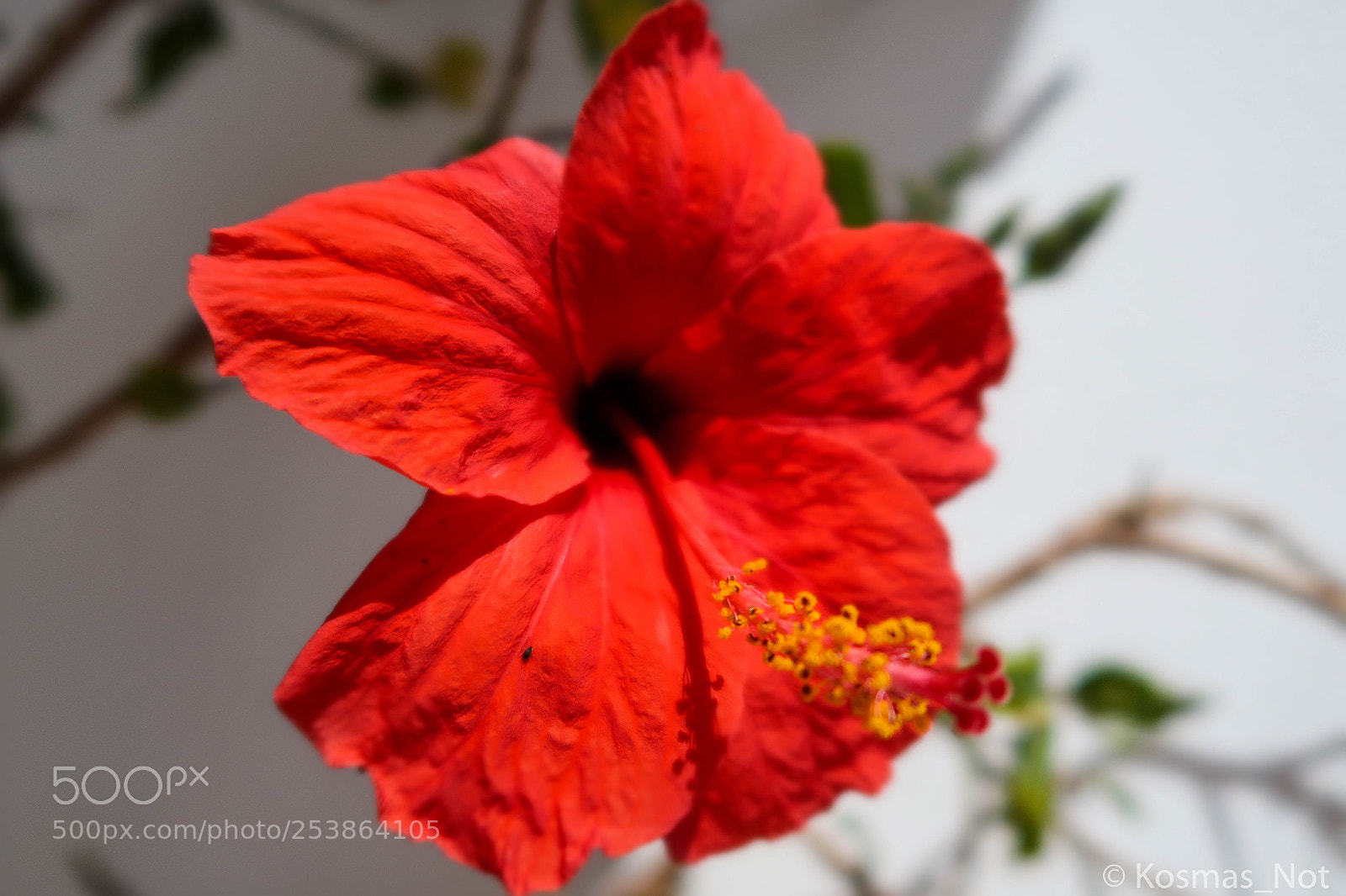 Canon PowerShot G7 X Mark II sample photo. Red photography
