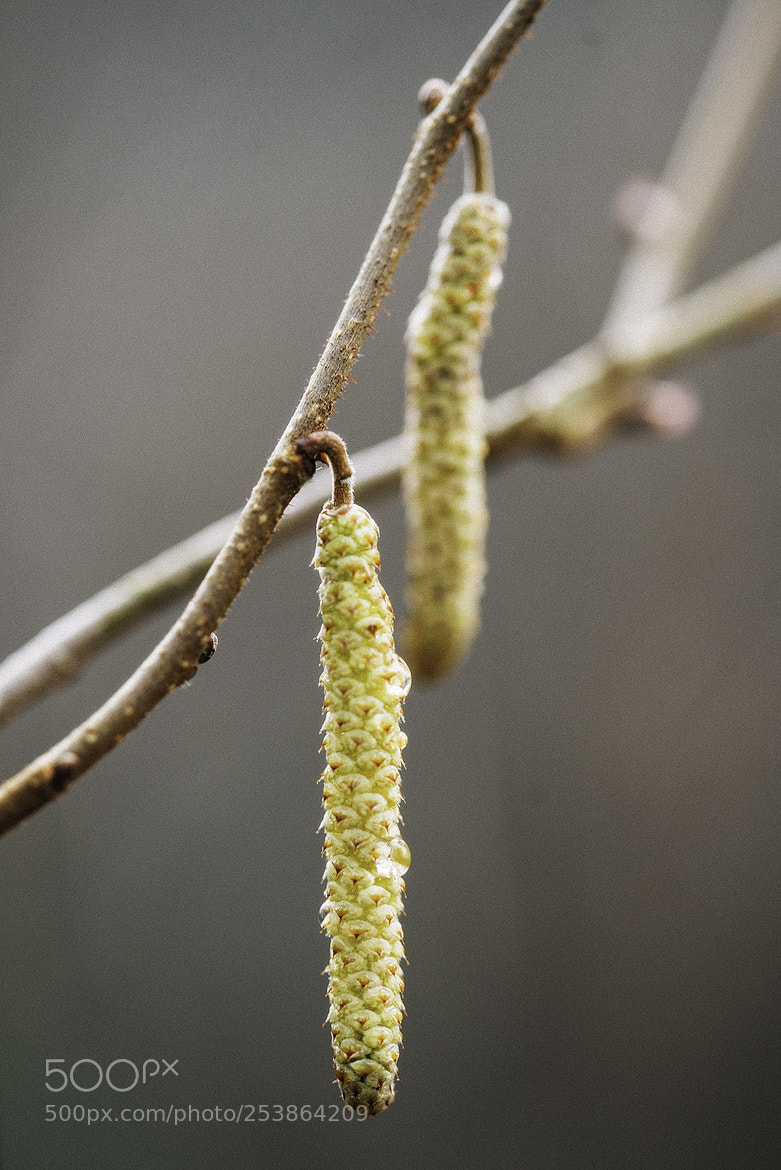 Nikon D600 sample photo. 180416 photography