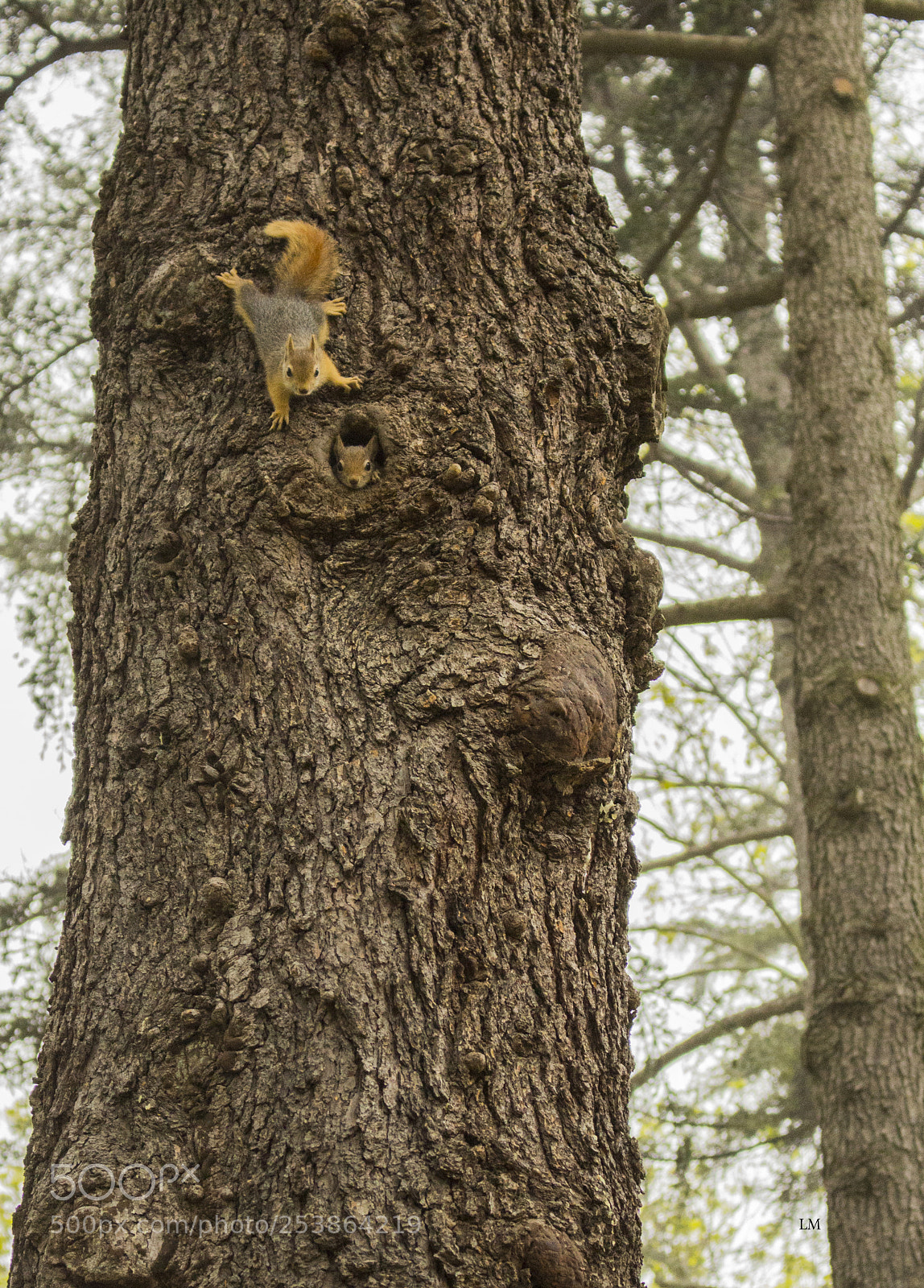 Canon EOS 700D (EOS Rebel T5i / EOS Kiss X7i) sample photo. Cute little animals photography