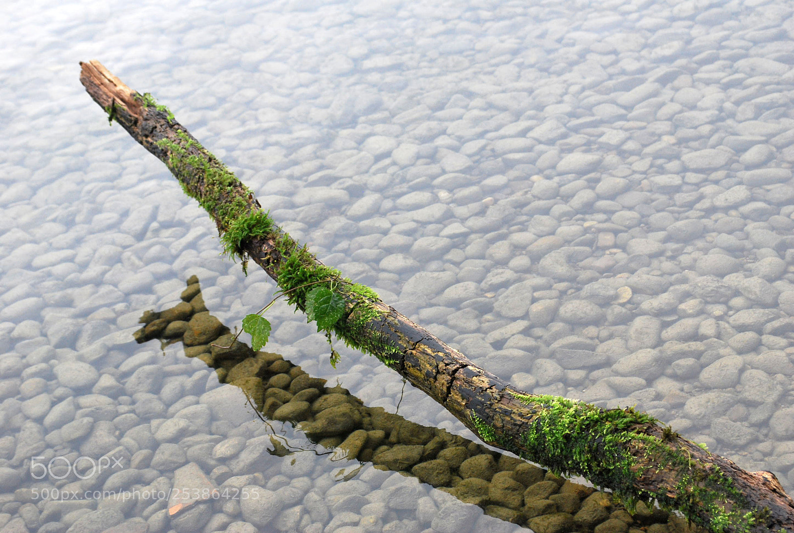 Nikon D60 sample photo. Mossy branch photography