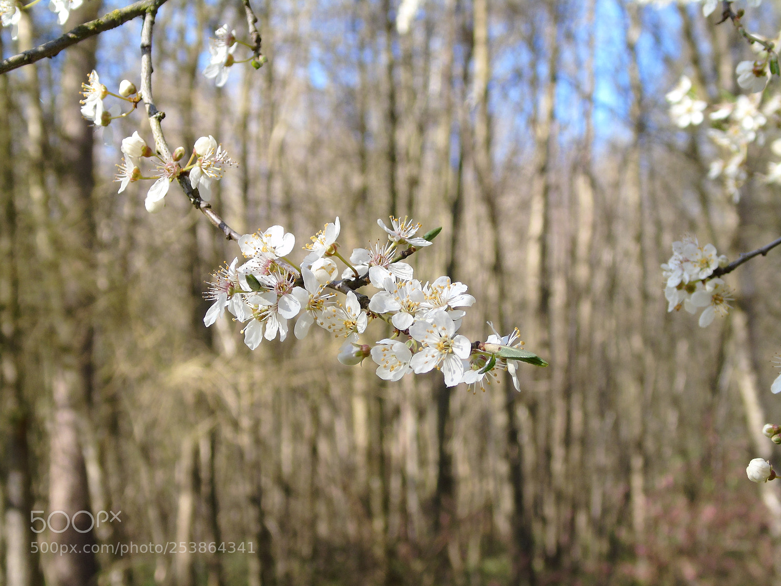 Sony Cyber-shot DSC-H400 sample photo. White blossom in the photography
