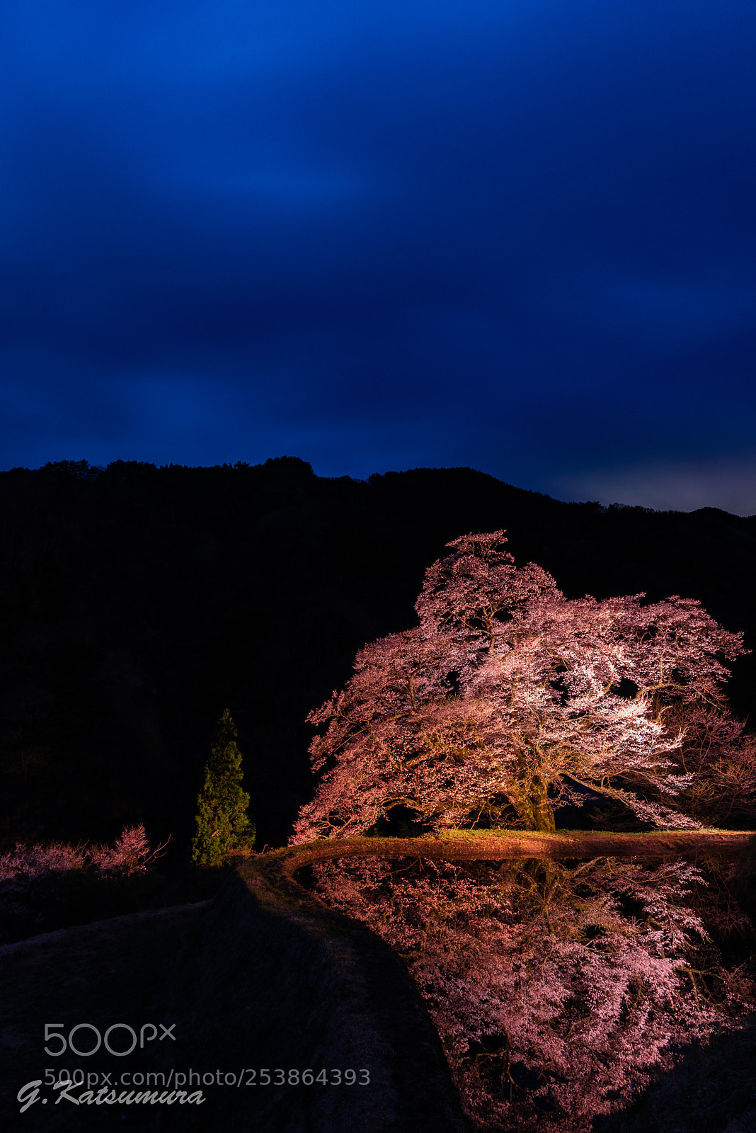 Nikon D750 sample photo. Cherry blossom in evening photography