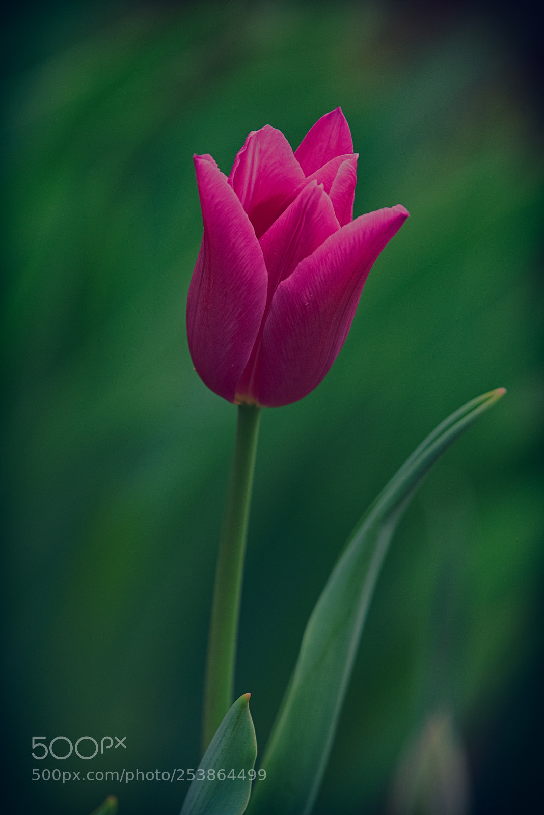 Nikon D810 sample photo. Pink & green photography