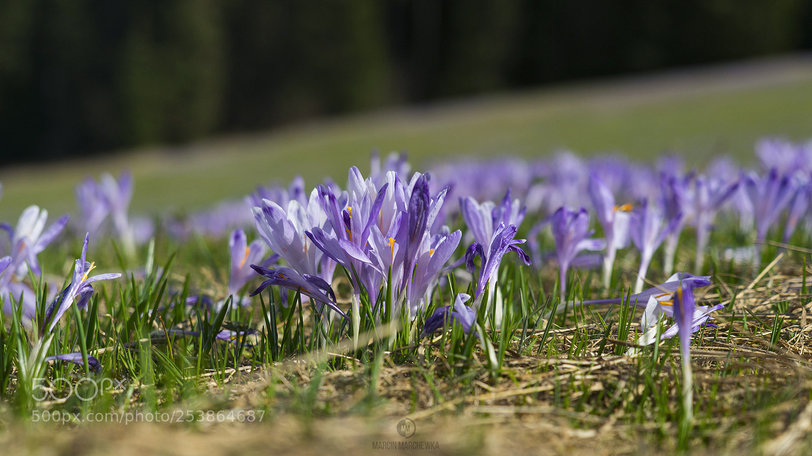 Sony a7R sample photo. Crocuses at podhale photography