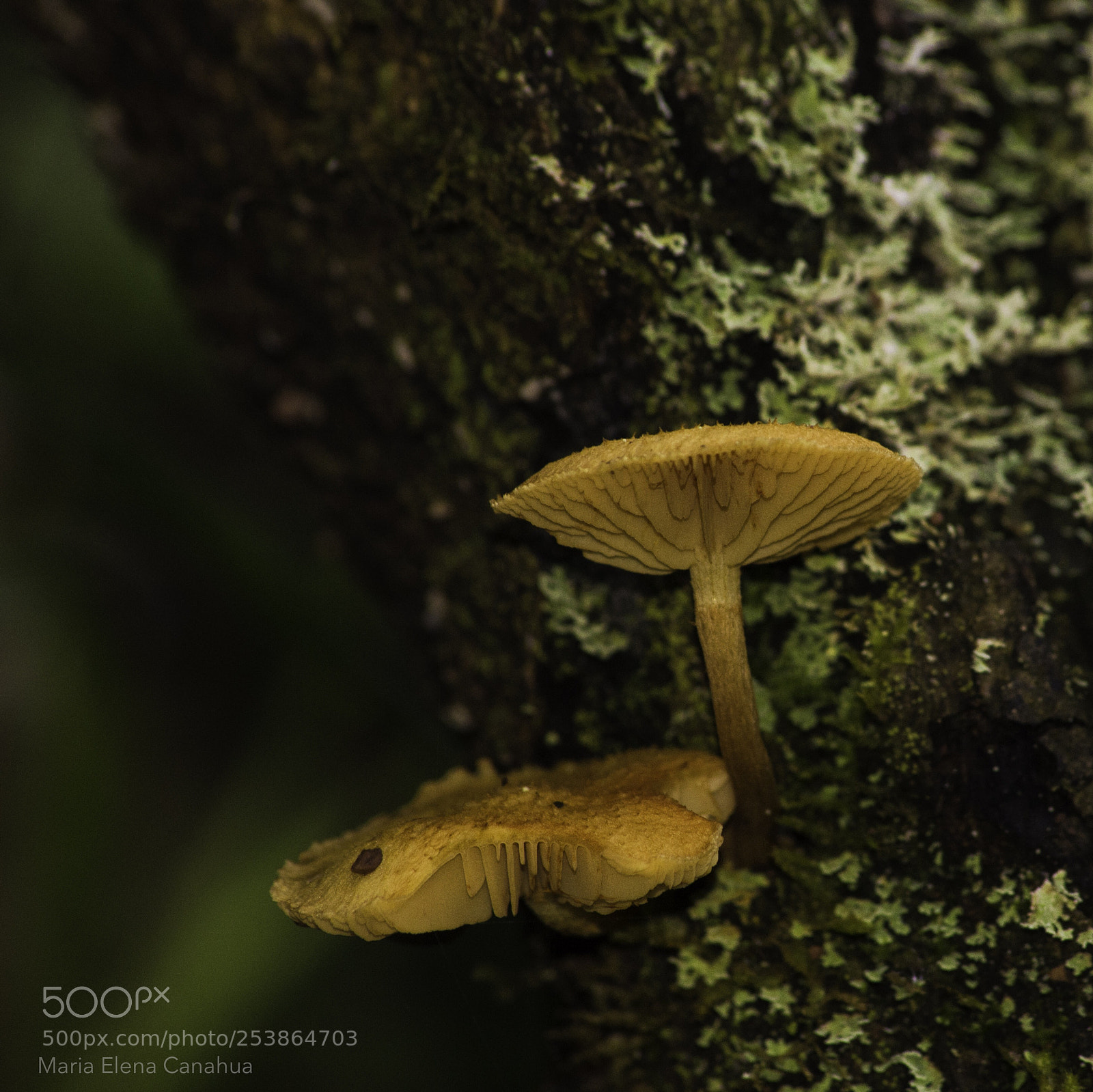 Nikon D5100 sample photo. Wild mushroom photography