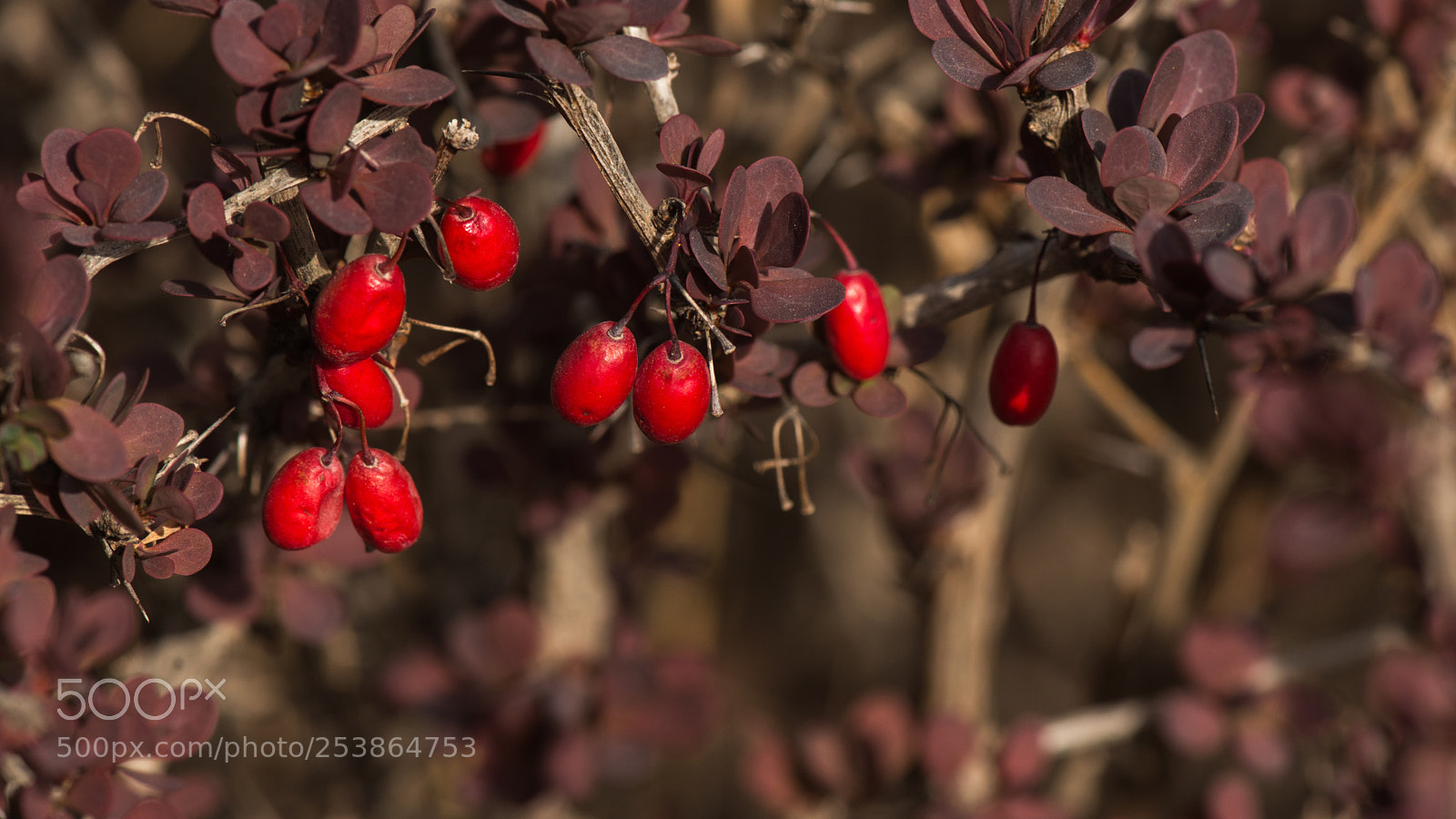 Nikon D800E sample photo. Progression of seasons photography