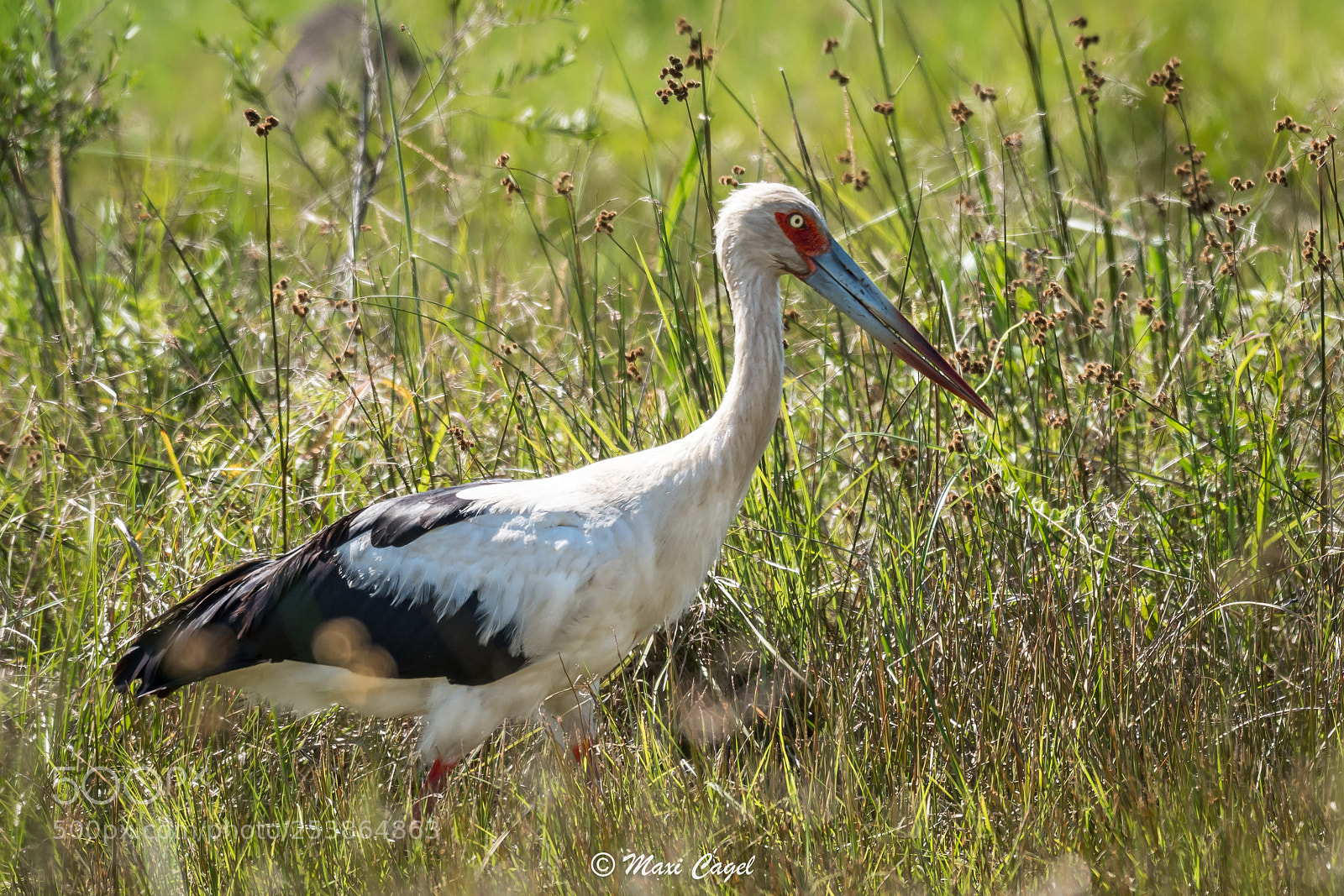 Nikon D500 sample photo. Eyes on the wetlands photography
