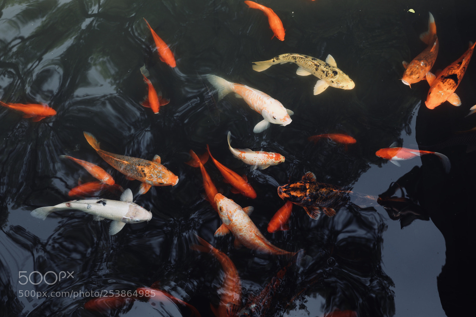 Canon EOS 5D Mark IV sample photo. 池边清浅见金鳞 photography