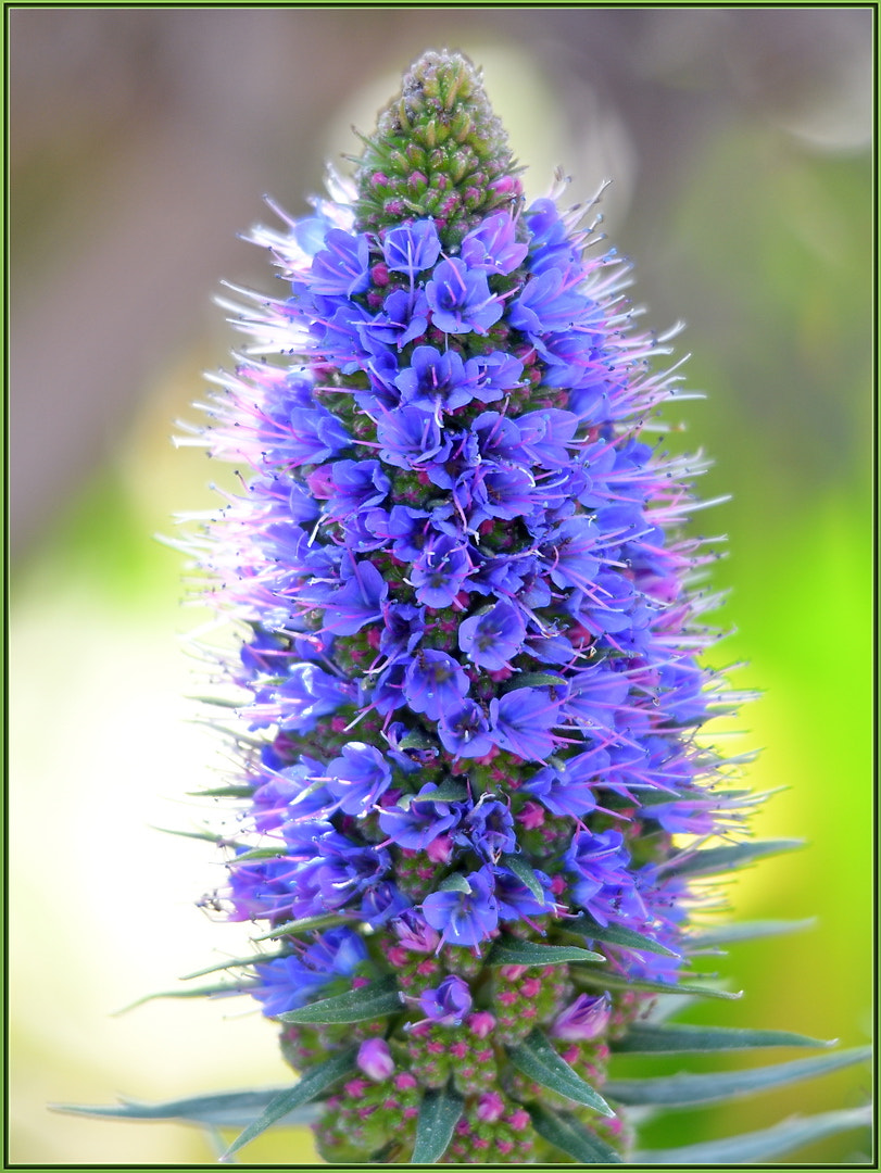 Nikon D850 + Sigma 120-400mm F4.5-5.6 DG OS HSM sample photo. Purple madeira photography