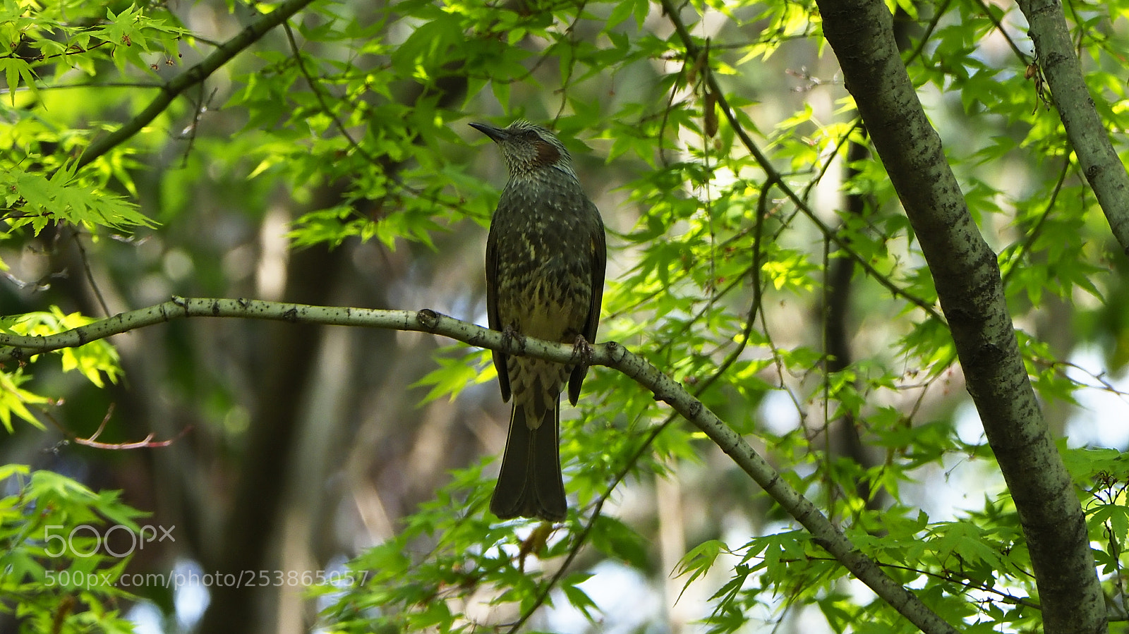 Olympus OM-D E-M1 Mark II sample photo. In the fresh green photography