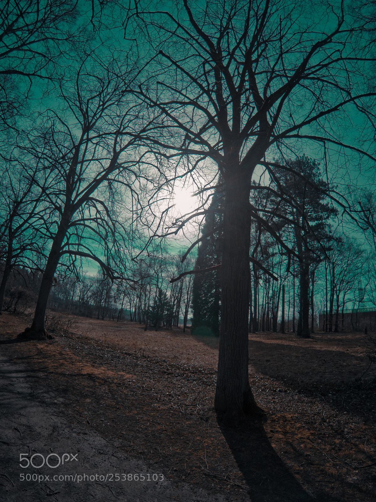 GoPro Hero5 Black sample photo. Abstract nature and park photography