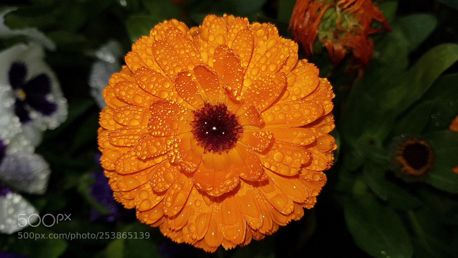 Samsung Galaxy S8+ sample photo. Untitled photography