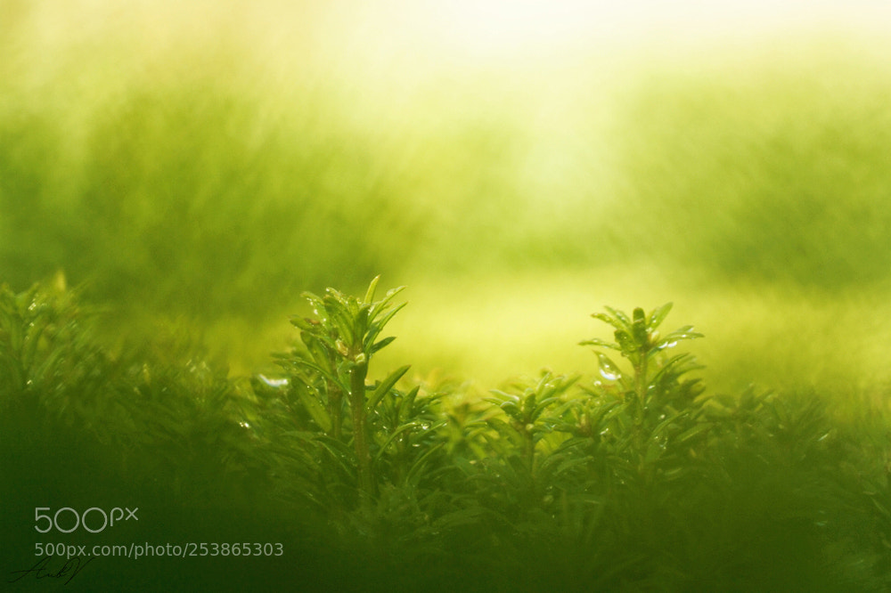 Canon EOS 7D sample photo. Lonicera photography