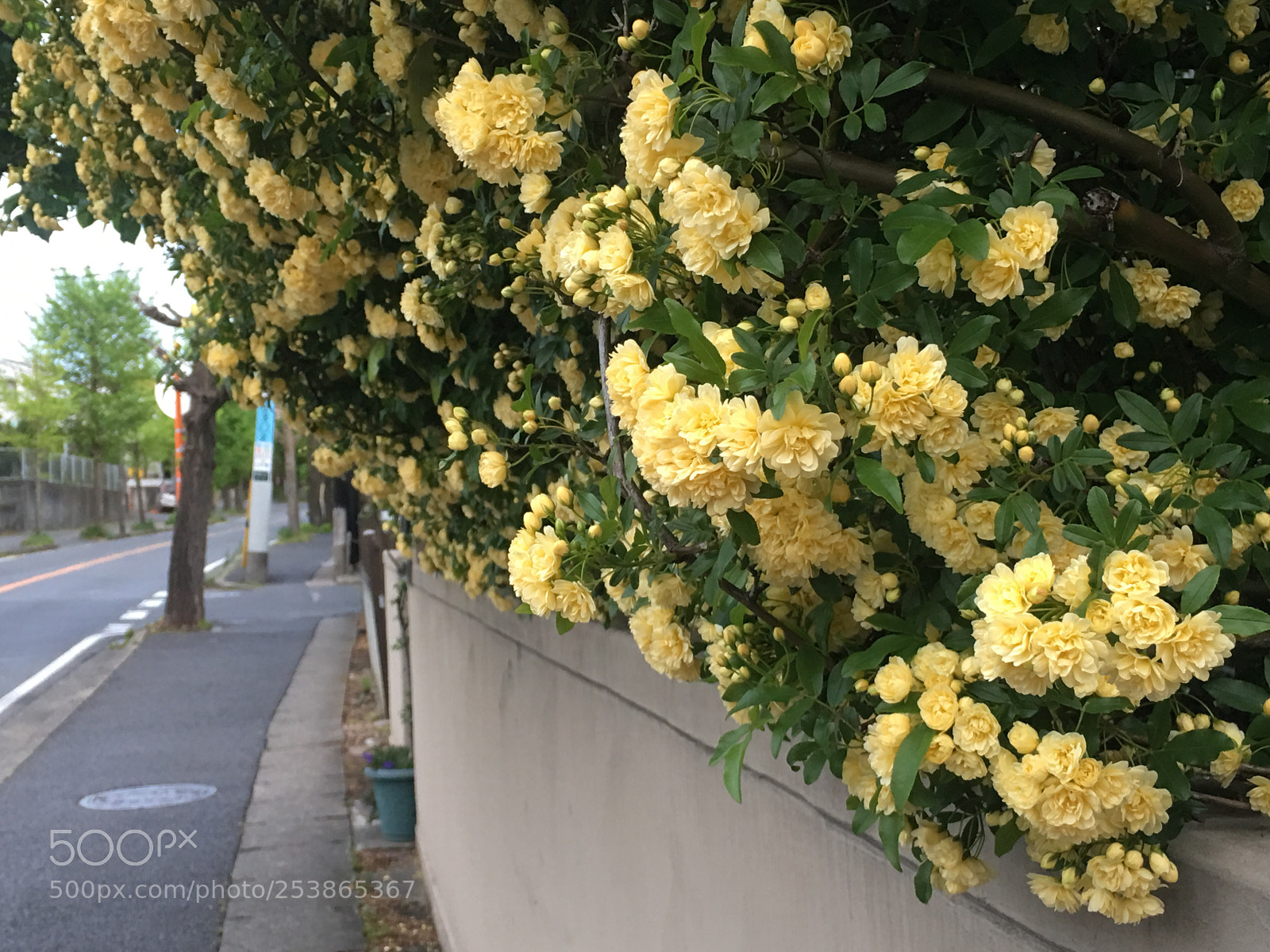 Apple iPhone 6s Plus sample photo. Spring2018 flowers photography