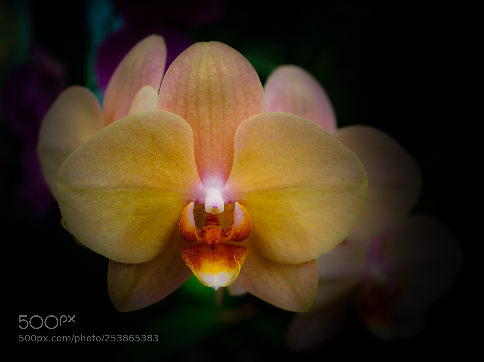 Sony a6000 sample photo. Nature beauty photography