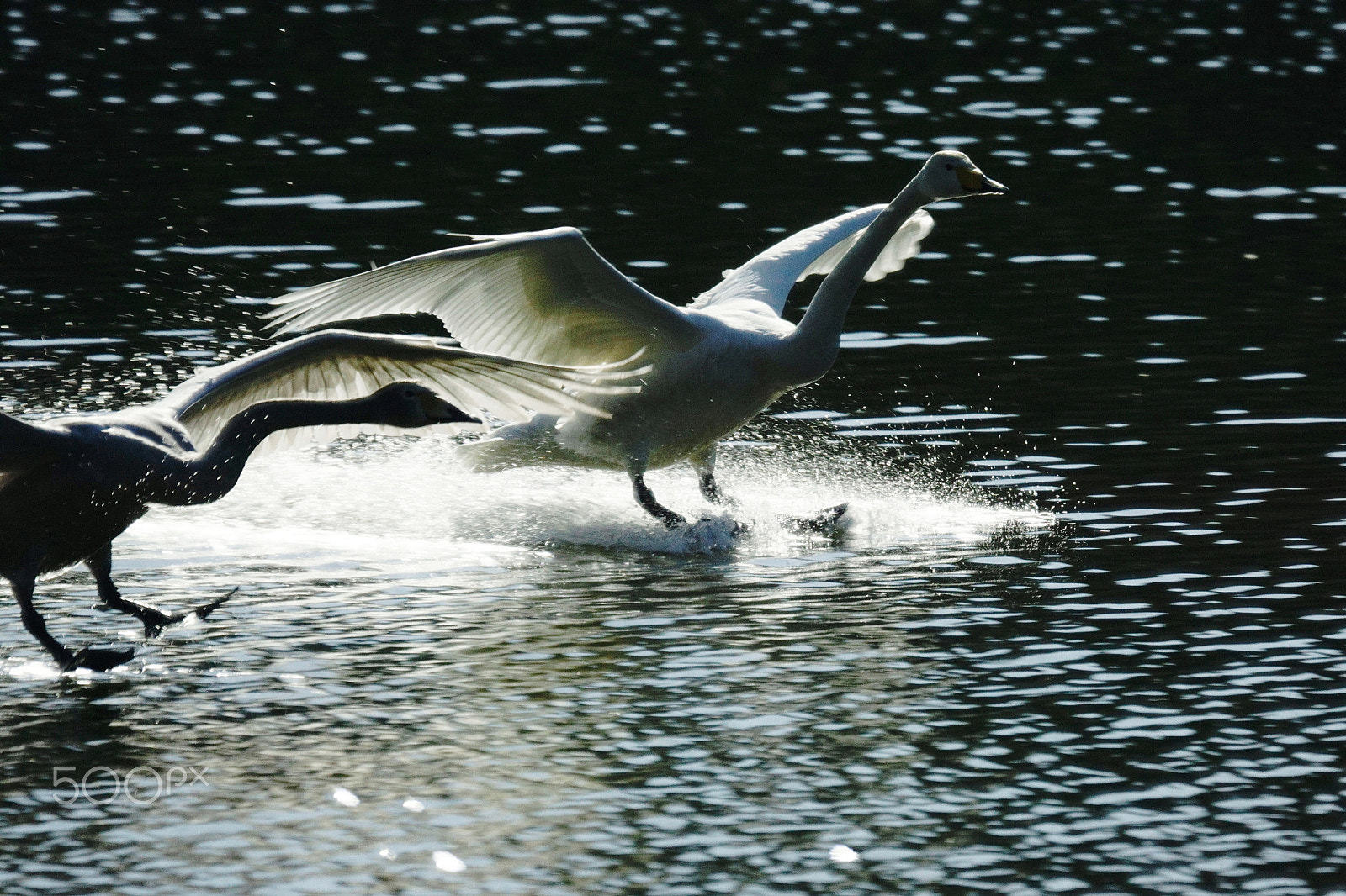 Sony ILCA-77M2 + Sony 70-400mm F4-5.6 G SSM II sample photo. (pair landing) photography