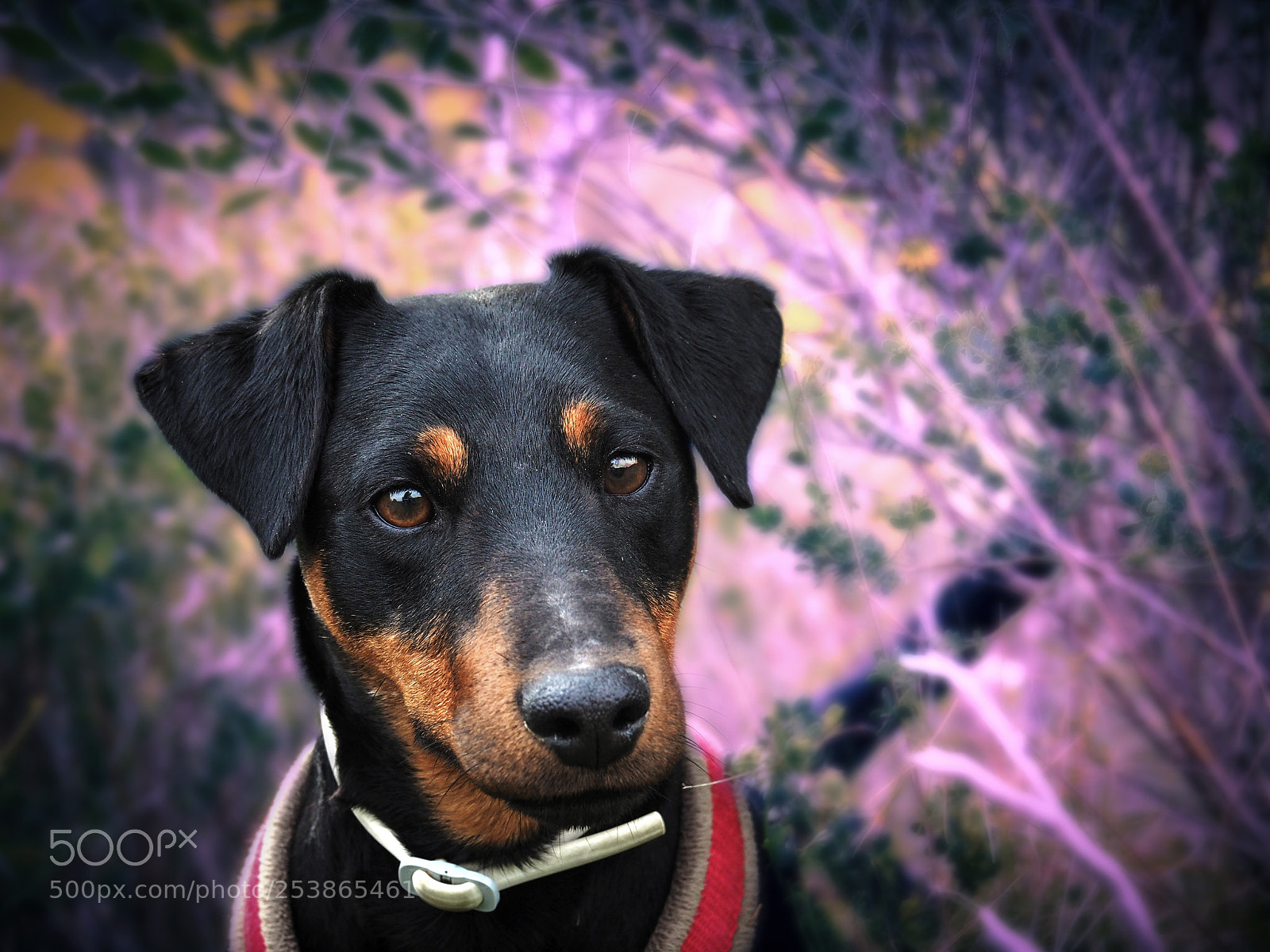Olympus OM-D E-M10 II sample photo. Leo mi jagd terrier photography