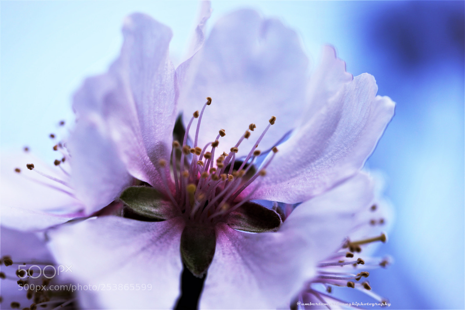 Canon EOS 7D Mark II sample photo. Cherry blossoms photography