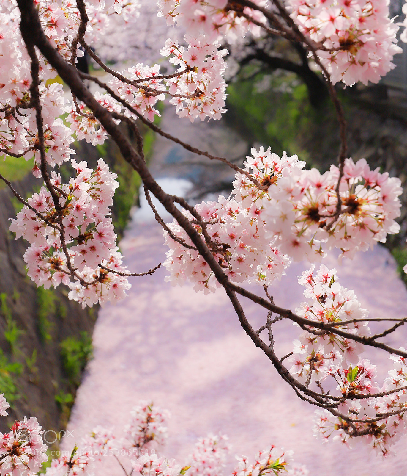 Canon EOS 6D Mark II sample photo. Blossom color photography
