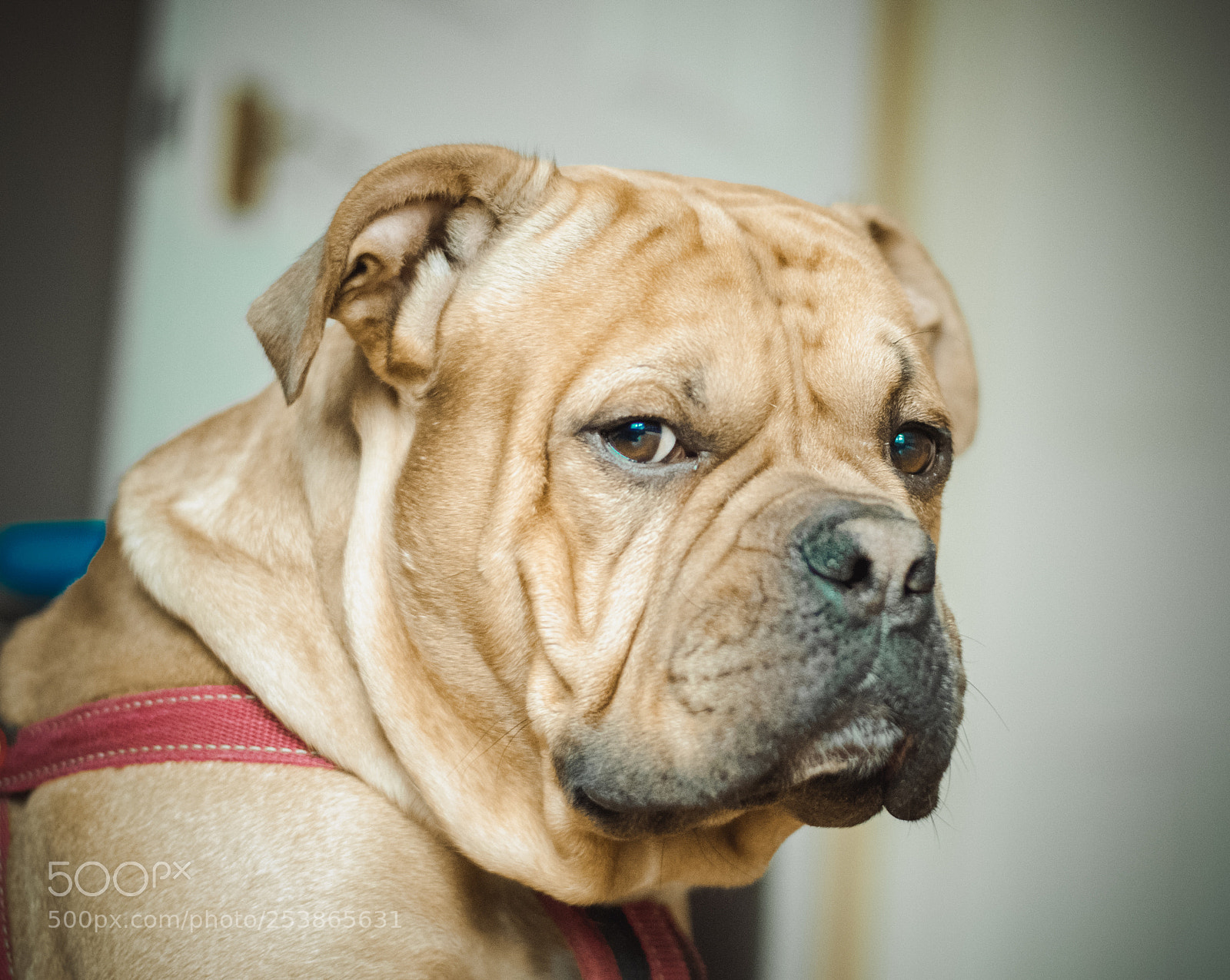 Nikon D90 sample photo. Reksio photography