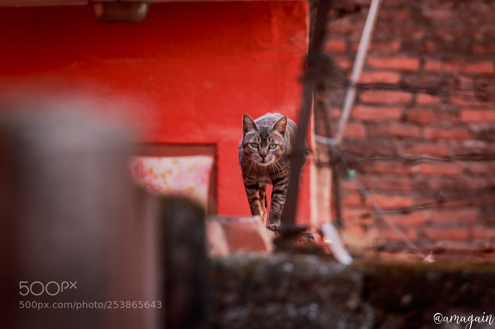 Canon EOS 70D sample photo. Hunting photography