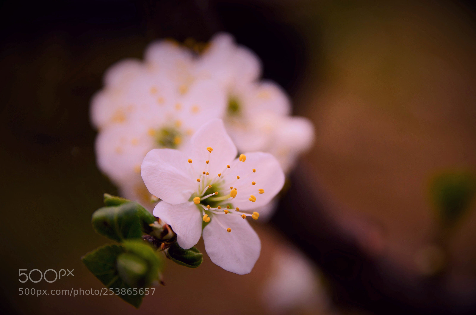Nikon D5100 sample photo. Spring blossom photography