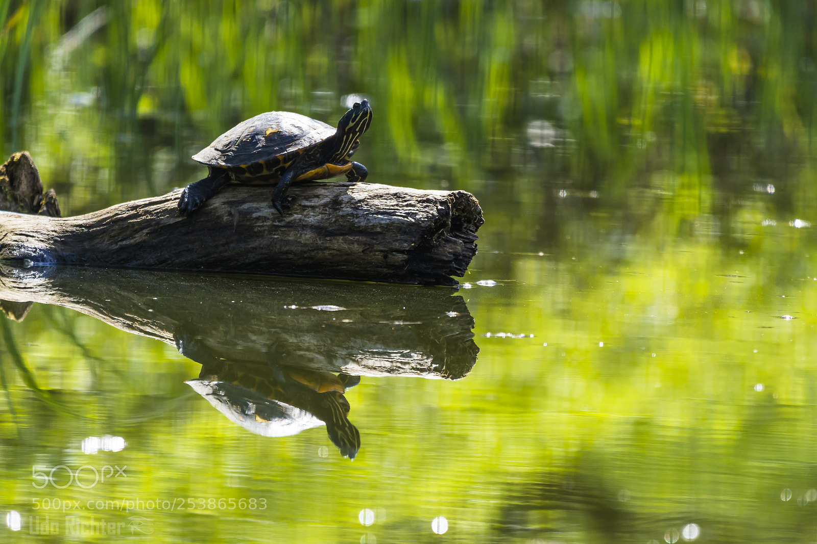 Nikon D7200 sample photo. 'turtle trachemys scripta scripta photography