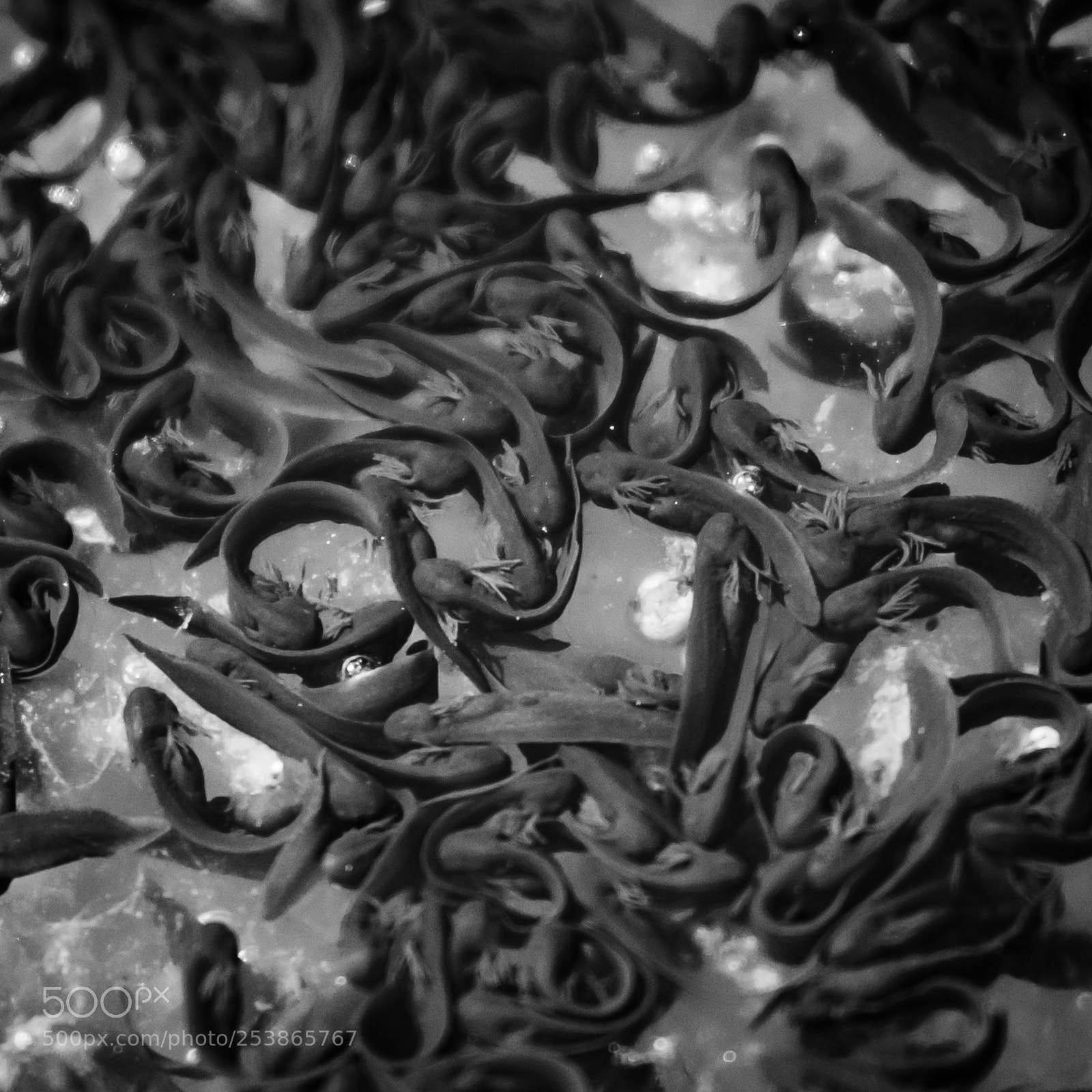 Canon EOS 5D Mark IV sample photo. Spawn after a week photography