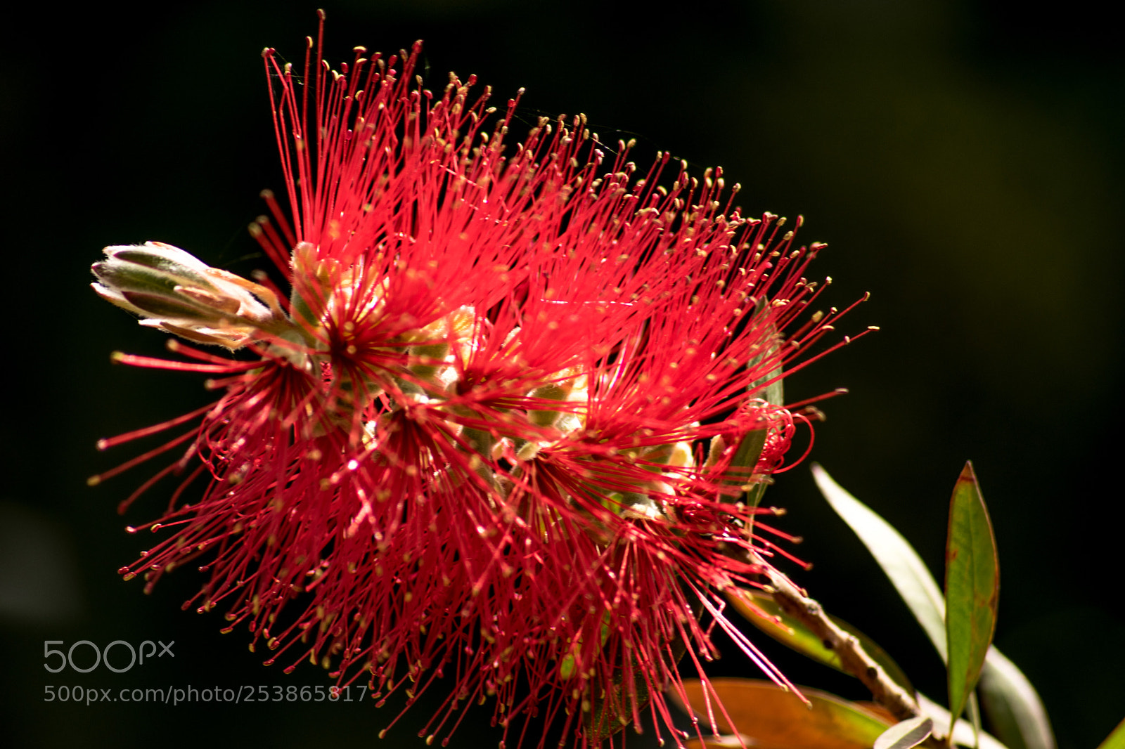 Nikon D3300 sample photo. Callistemon photography