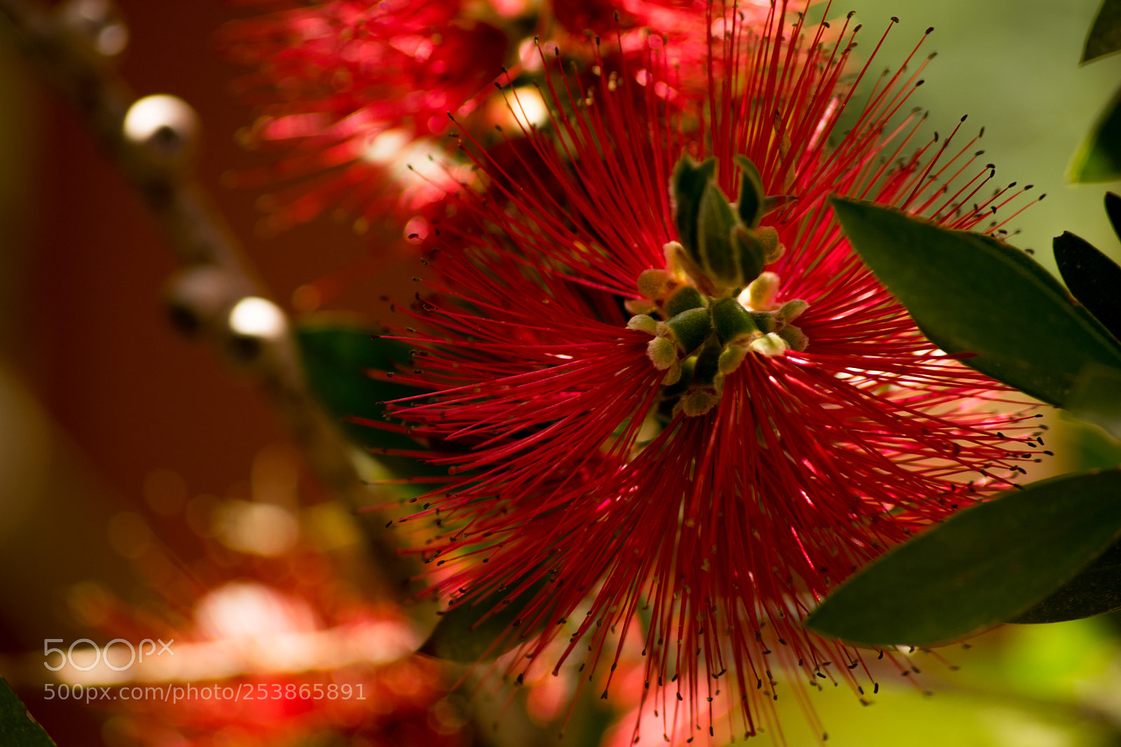 Nikon D3300 sample photo. Callistemon photography