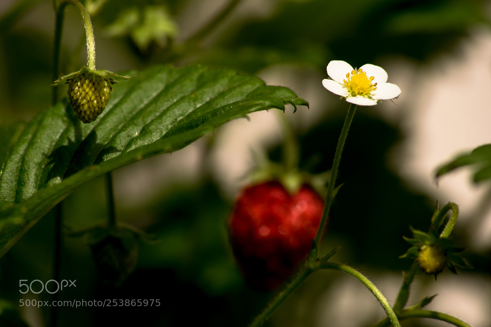 Nikon D3300 sample photo. Strawberry's flower photography