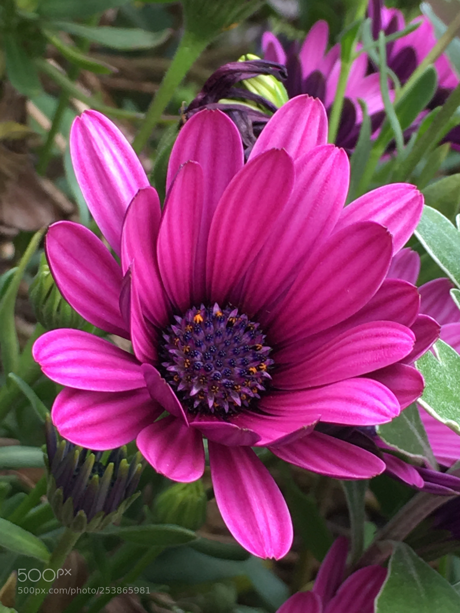 Apple iPhone 6s Plus sample photo. Spring2018 flowers photography