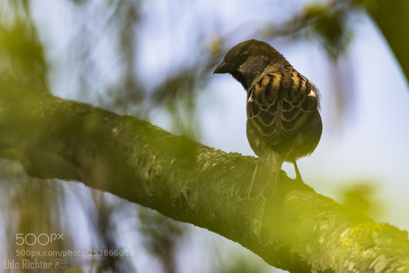 Nikon D7200 sample photo. 'sparrow (passer domesticus)' photography