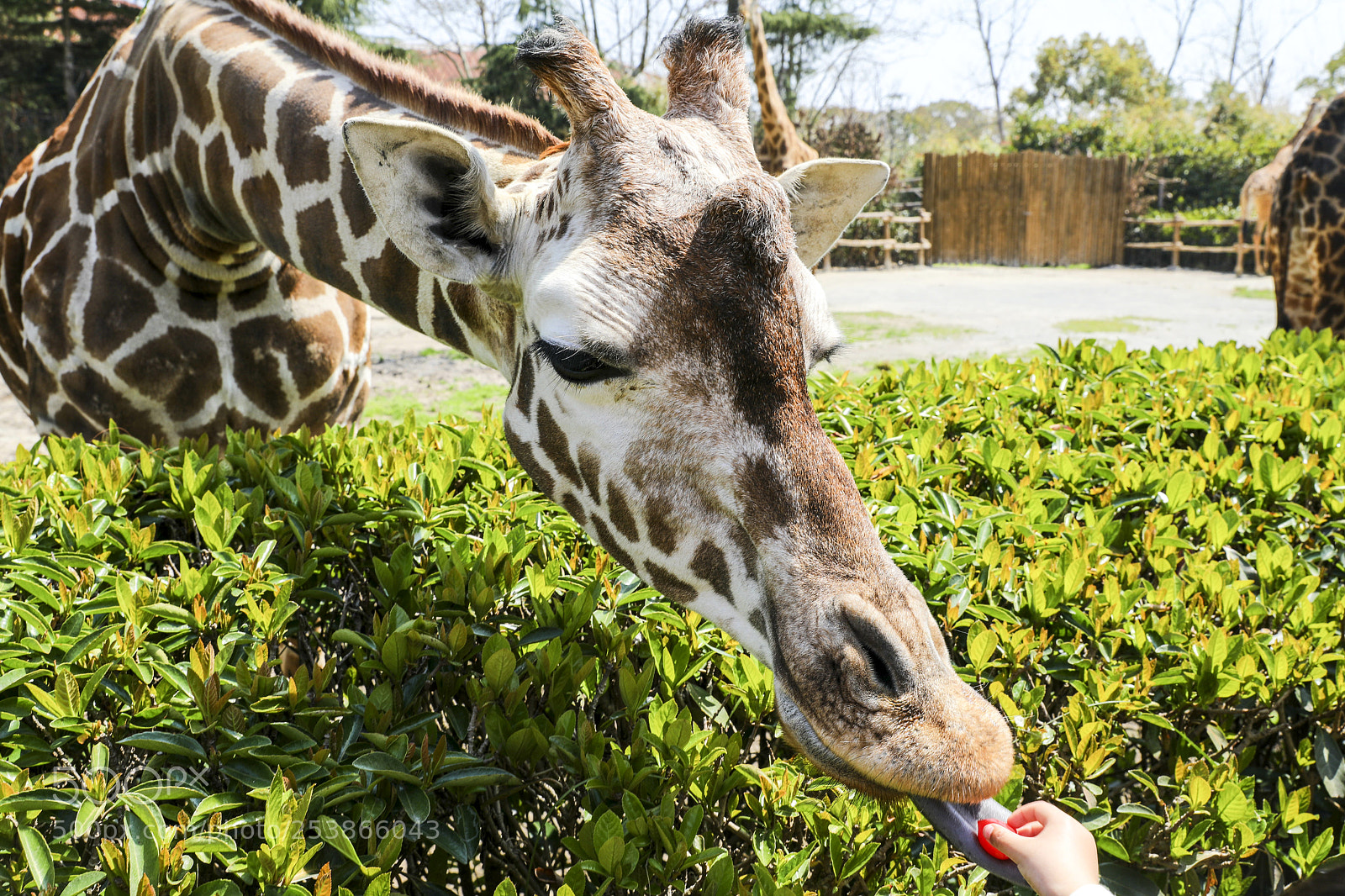 Canon EOS 5D Mark IV sample photo. Zoo serious:giraffe photography