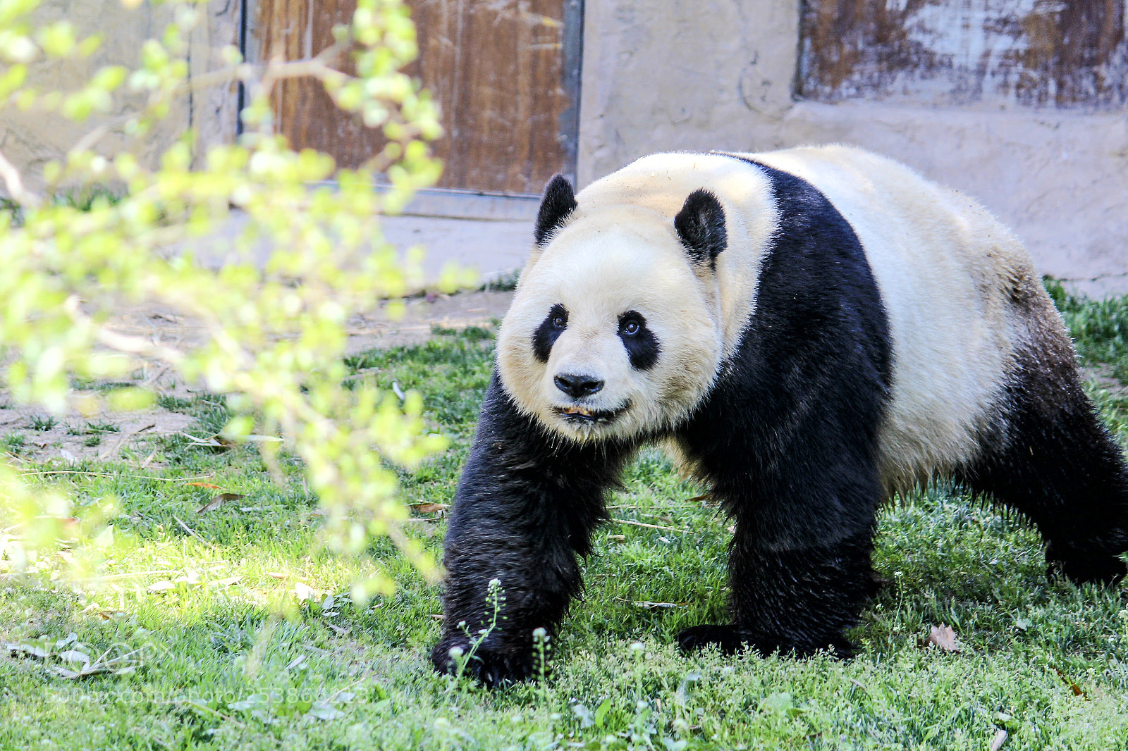 Canon EOS 600D (Rebel EOS T3i / EOS Kiss X5) sample photo. Zoo serious:kongfu panda photography