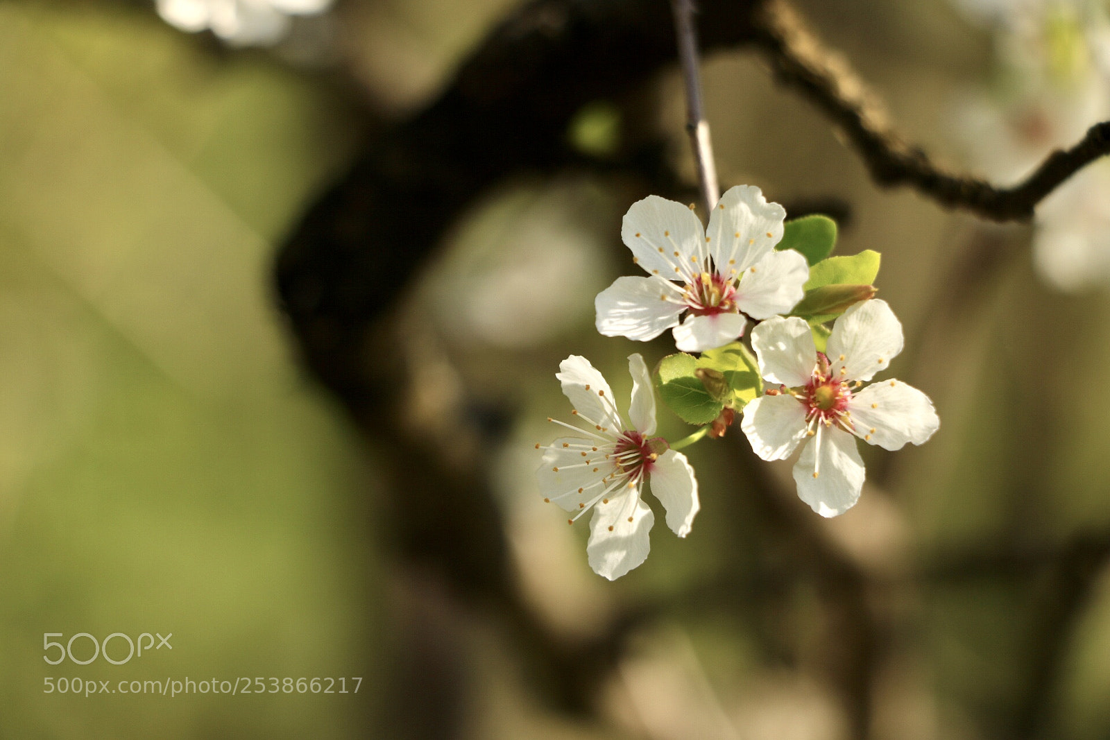 Canon EOS 750D (EOS Rebel T6i / EOS Kiss X8i) sample photo. Untitled photography