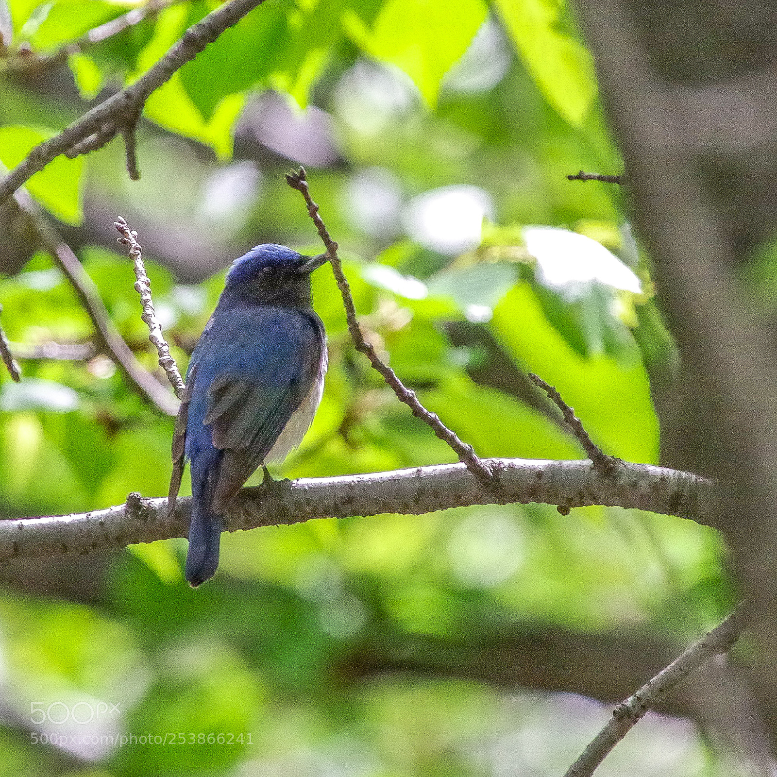 Pentax K-S2 sample photo. Blue-and-white flycatcher photography