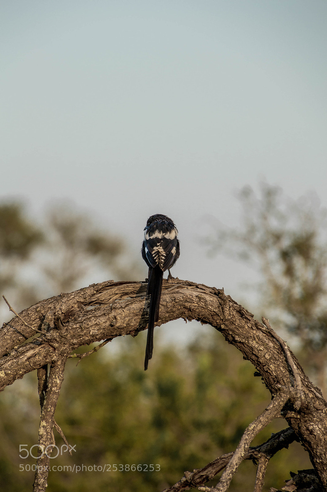 Nikon D3100 sample photo. Magpie shrike photography