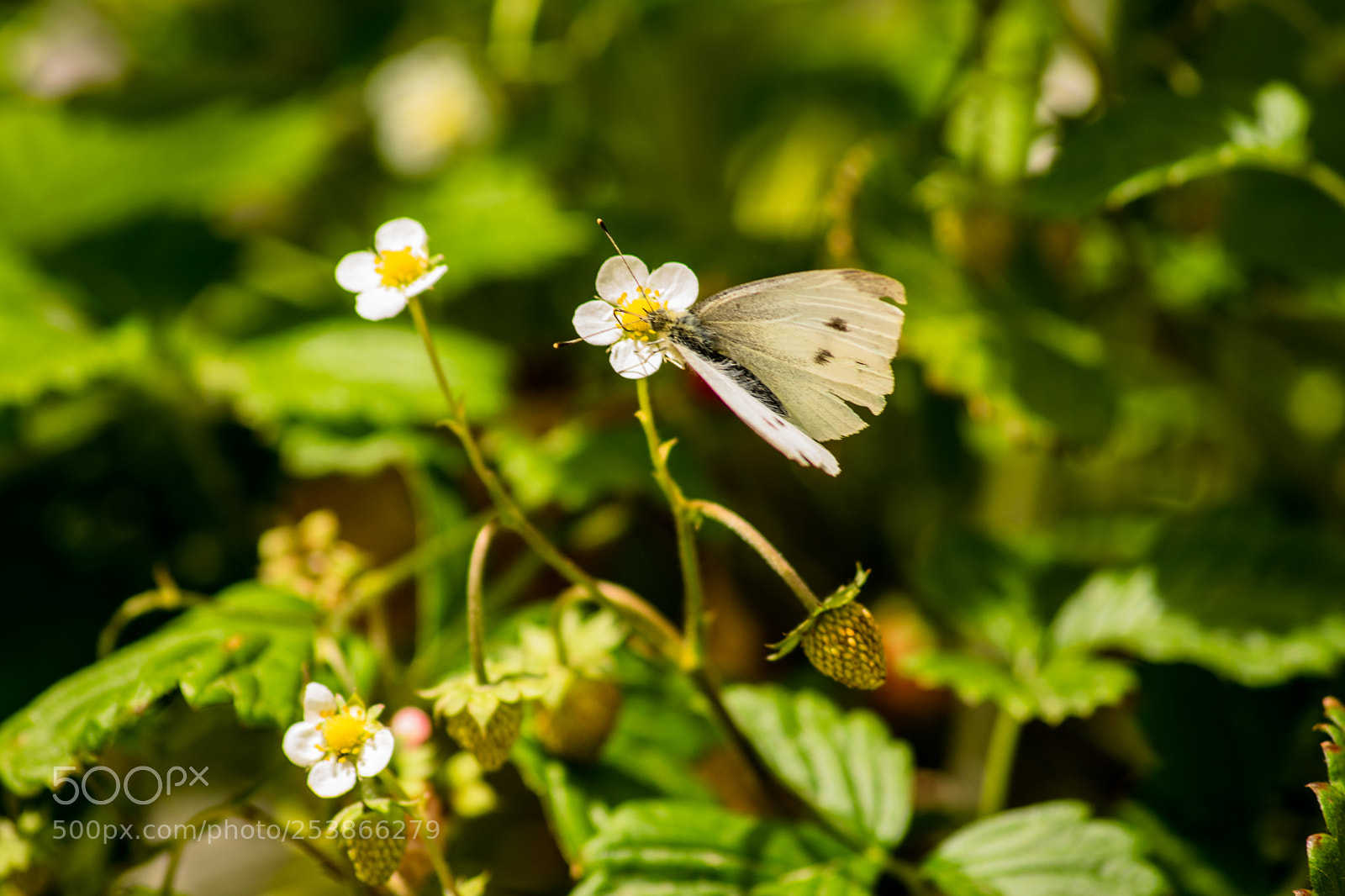 Nikon D3300 sample photo. Fragola e farfalla photography