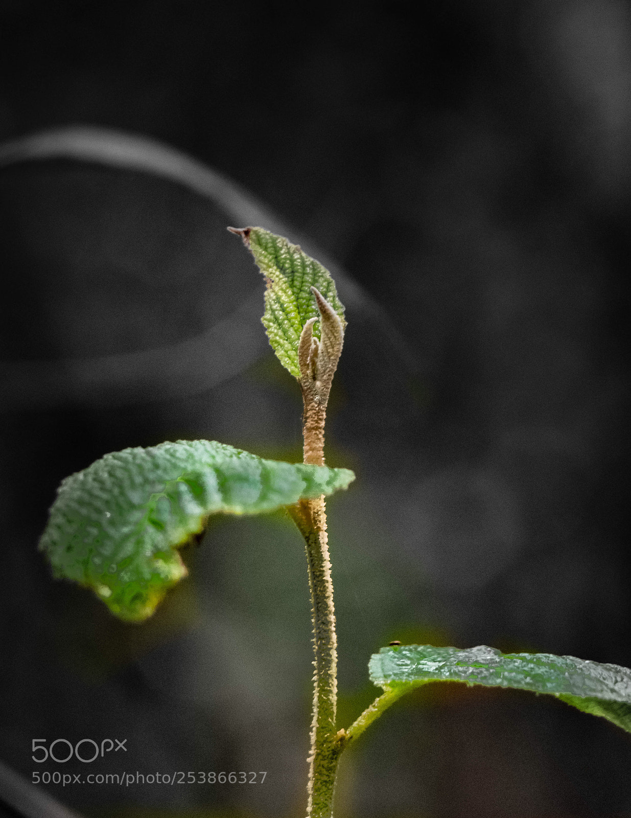 Canon EOS 70D sample photo. Late growth photography