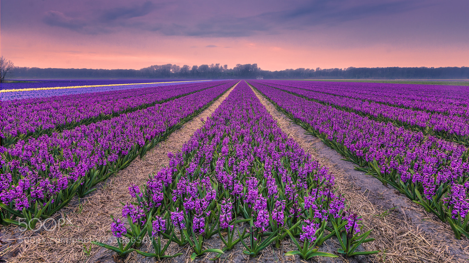 Nikon D600 sample photo. Hyacinth fever photography